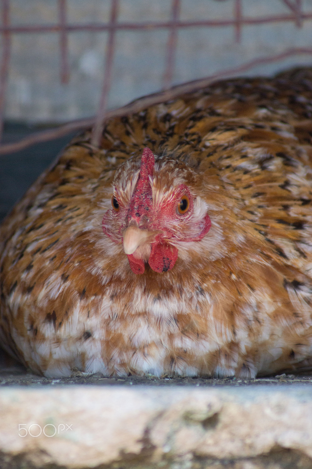 Sony 75-300mm F4.5-5.6 sample photo. Farm hen photography
