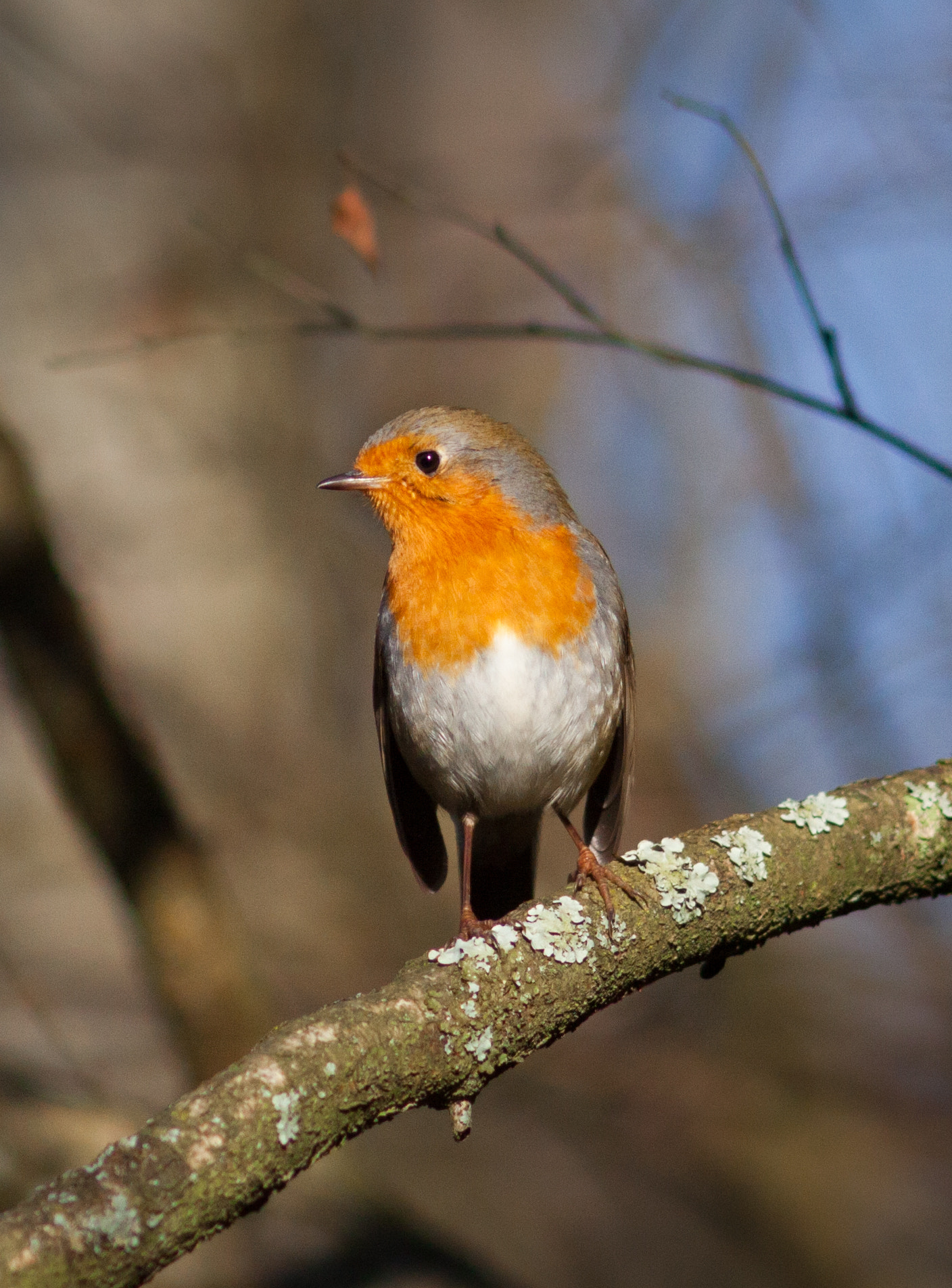 Canon EOS 50D + Canon EF 200mm F2.8L II USM sample photo. Robin 4 (erithacus rubecula) photography