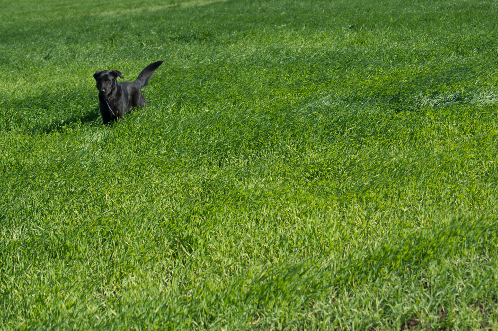 Sony 75-300mm F4.5-5.6 sample photo. Labrador playing on grass photography