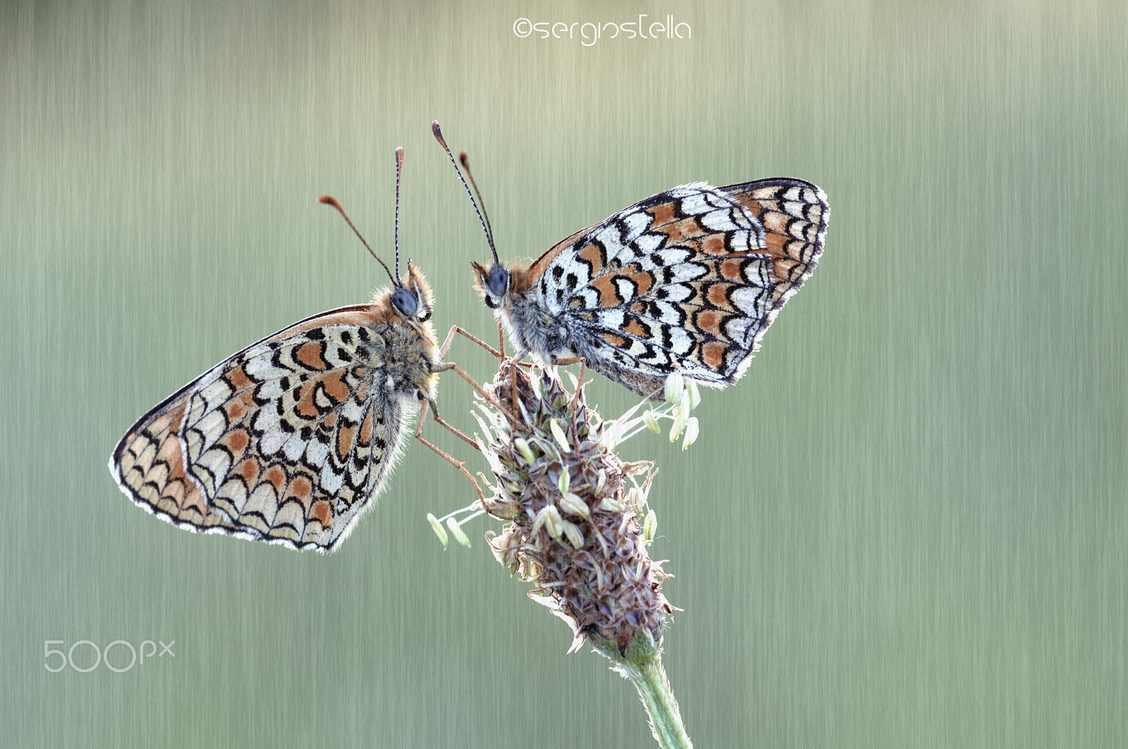 Sigma 150mm F2.8 EX DG Macro HSM sample photo. Ouduo______ photography