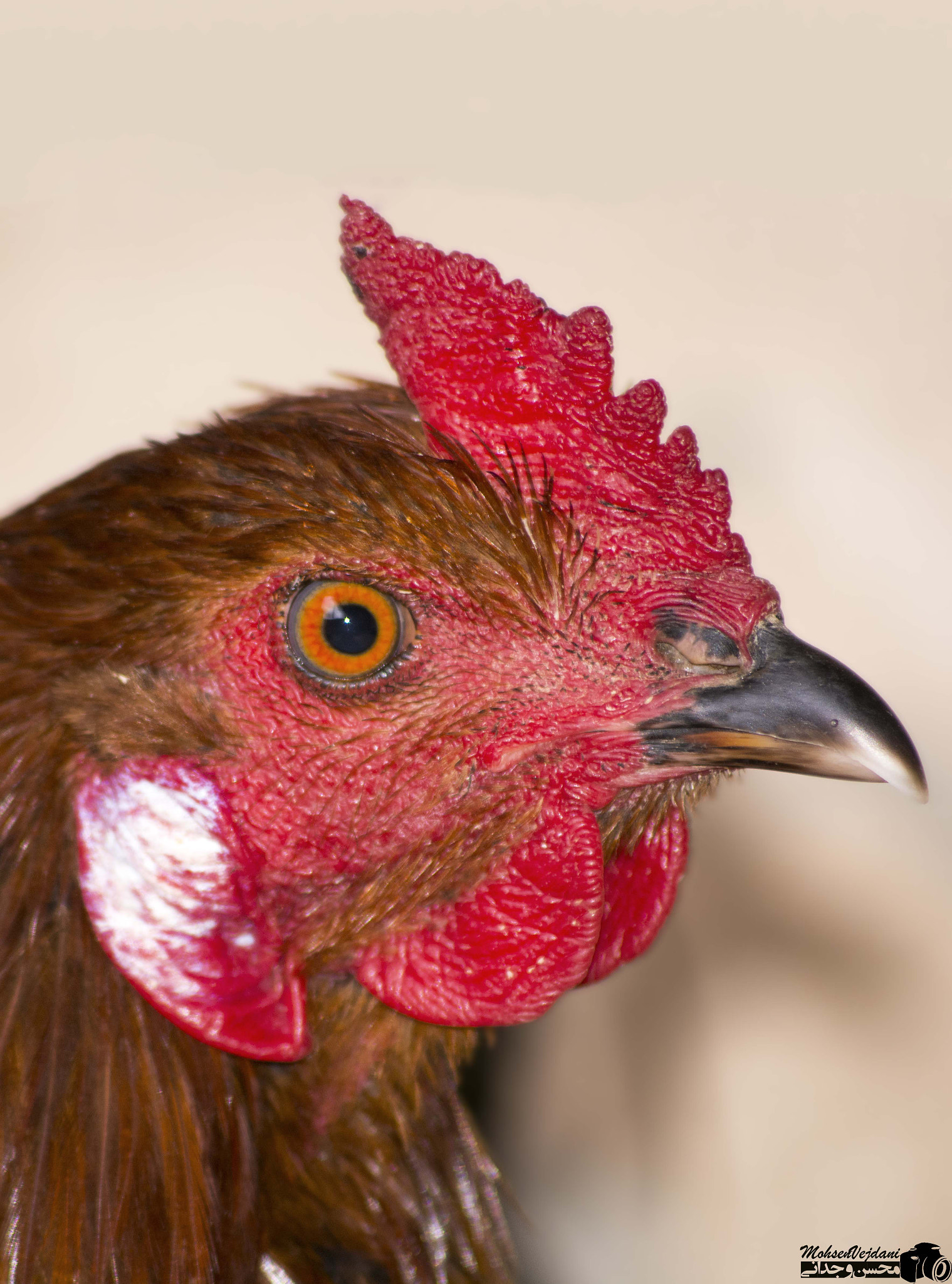 Sigma 70-300mm F4-5.6 APO DG Macro sample photo. Mis hen photography