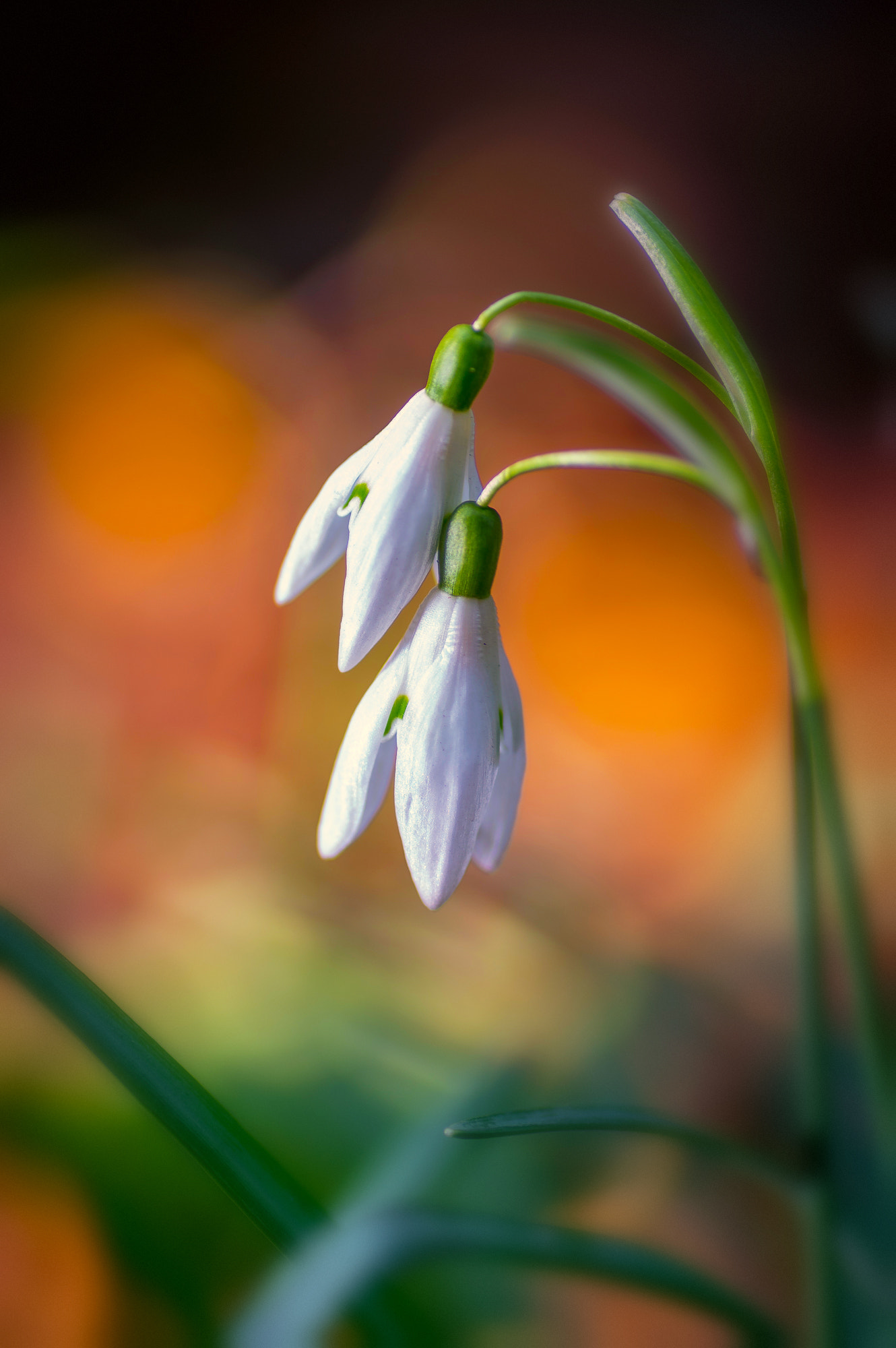 Pentax K-3 + Tamron SP AF 90mm F2.8 Di Macro sample photo. Snowdrop photography