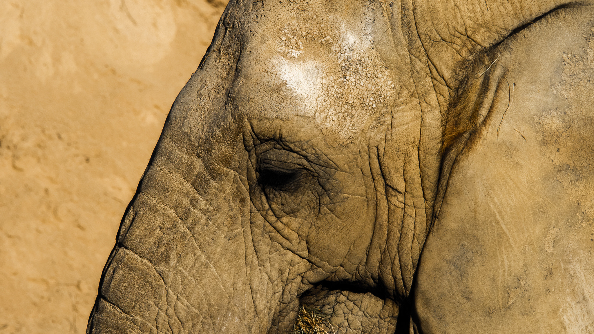 Olympus OM-D E-M1 + Olympus M.Zuiko Digital ED 40-150mm F2.8 Pro sample photo. Loxodonta africana photography