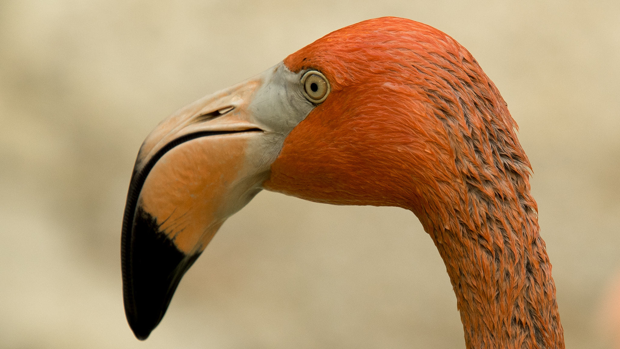 Olympus M.Zuiko Digital ED 40-150mm F2.8 Pro sample photo. Phoenicopterus roseus photography