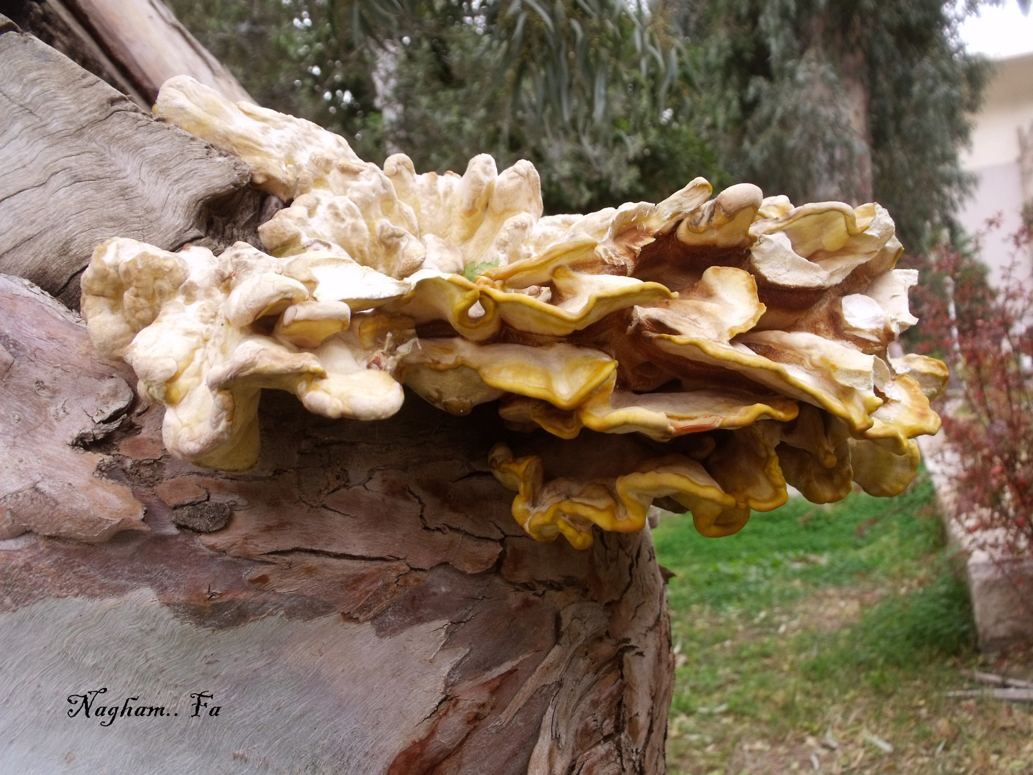 Fujifilm FinePix S1500 sample photo. Mushroom found in tree photography