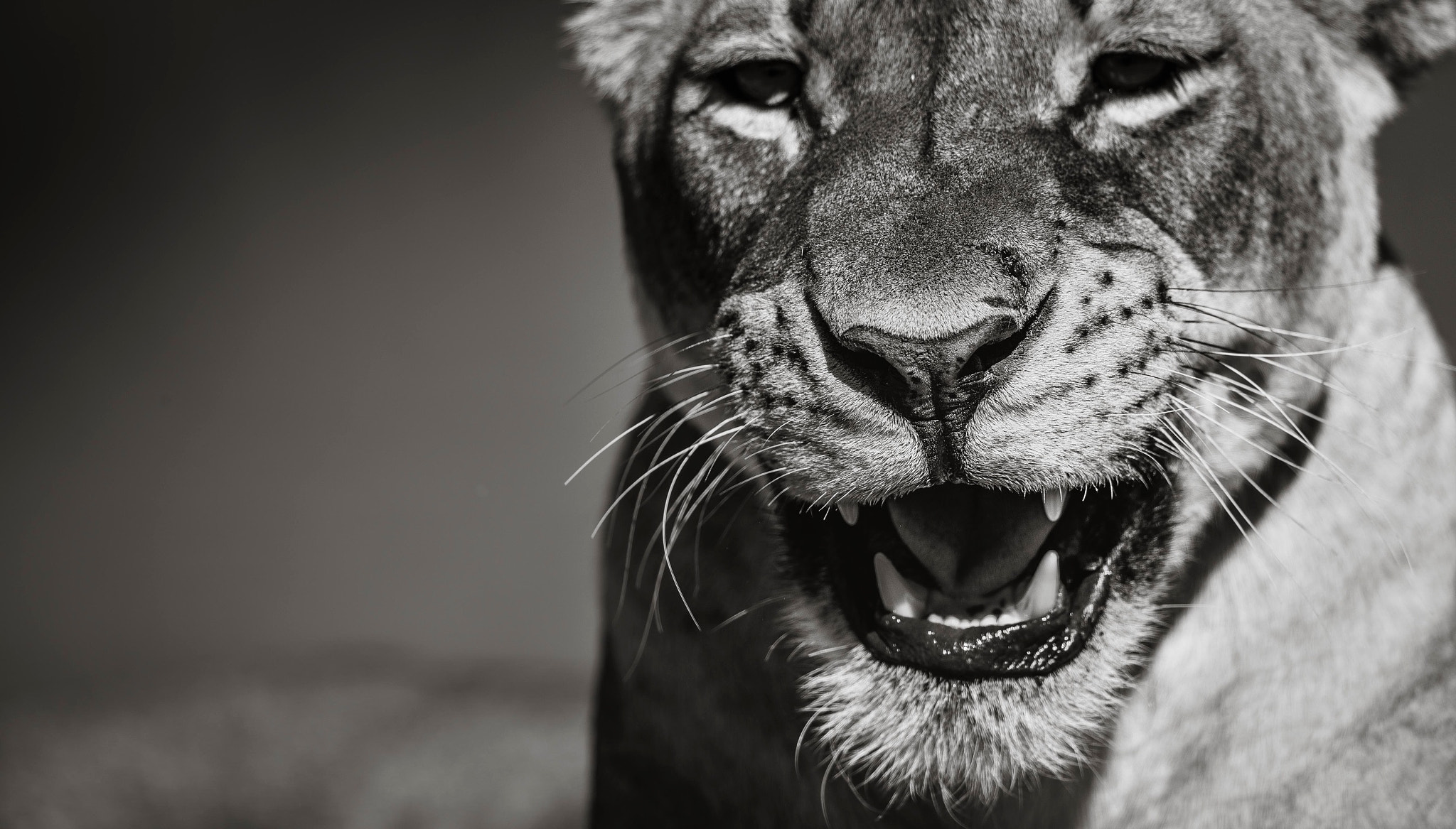 Canon EF 600mm F4L IS II USM sample photo. Snarl photography