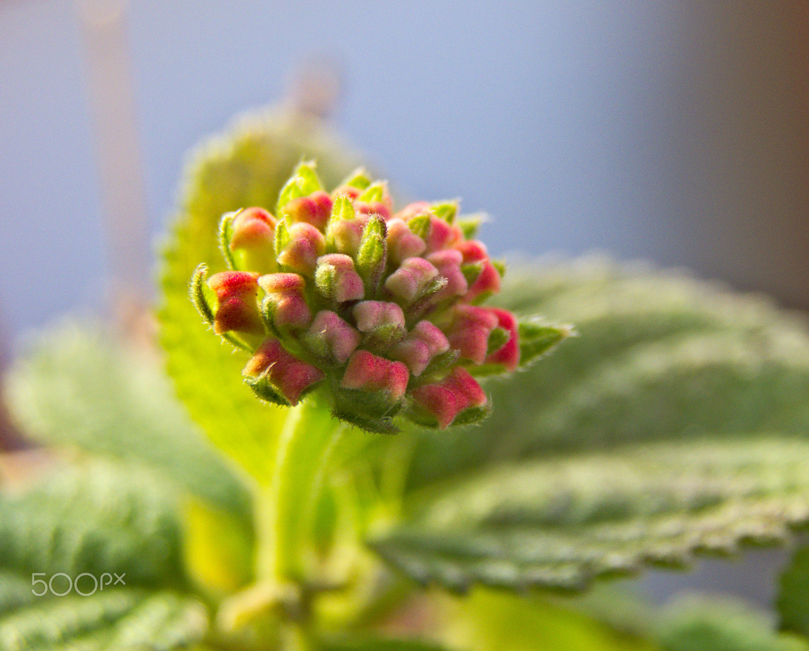 Kodak EasyShare Z990 (EasyShare Max) sample photo. Flowers photography