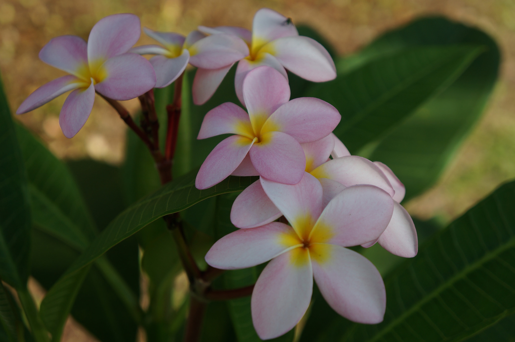 Tamron 18-200mm F3.5-6.3 Di III VC sample photo. Dsc photography