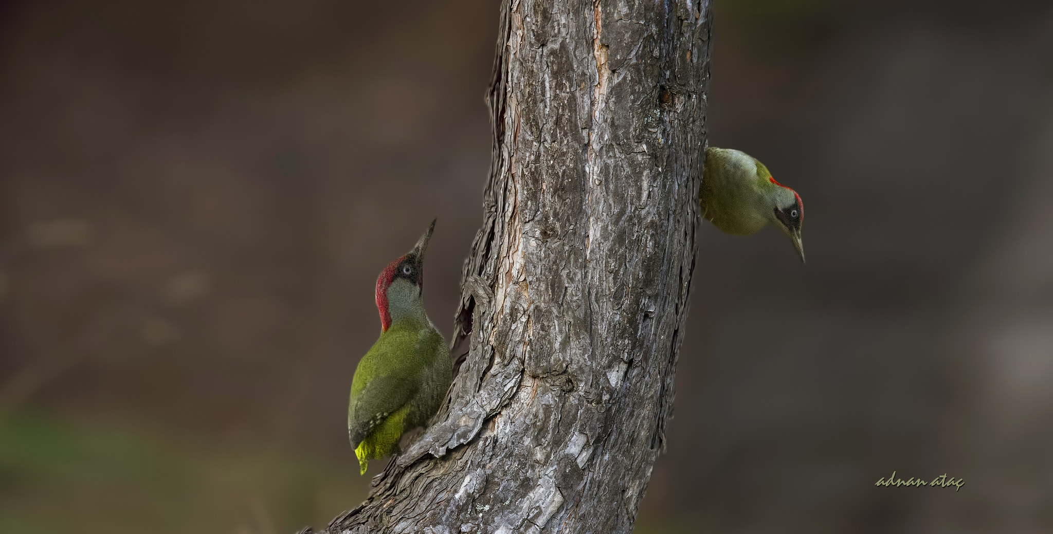 Nikon D4 sample photo. Yeşil ağaçkakan - picus viridis - european green woodpecker photography
