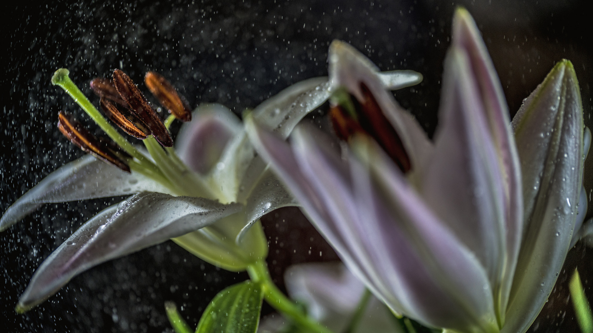 Sony a7R II sample photo. Lily in the rain photography