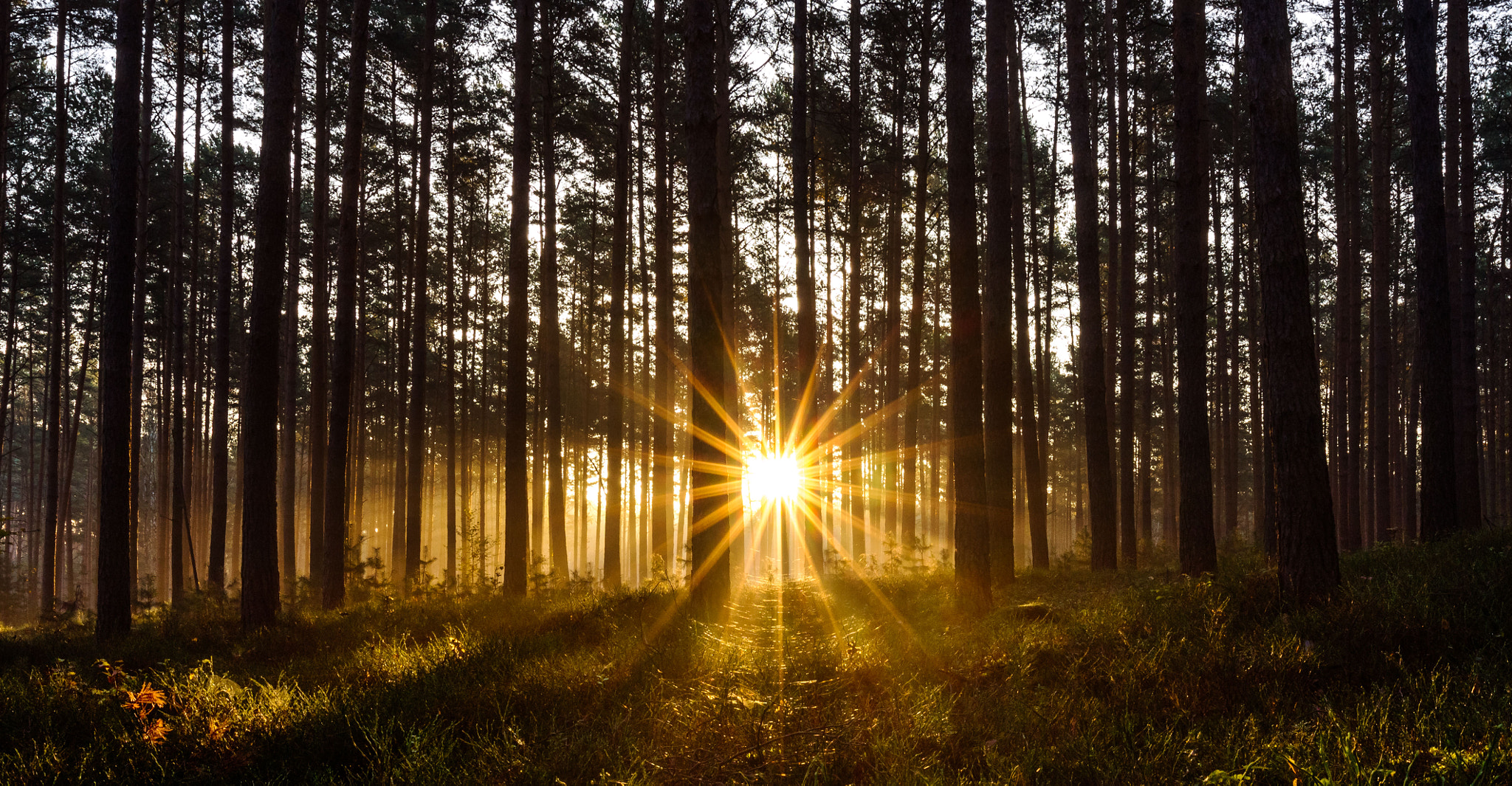 Canon EF 16-35mm F4L IS USM sample photo. The morning sun in the forest photography