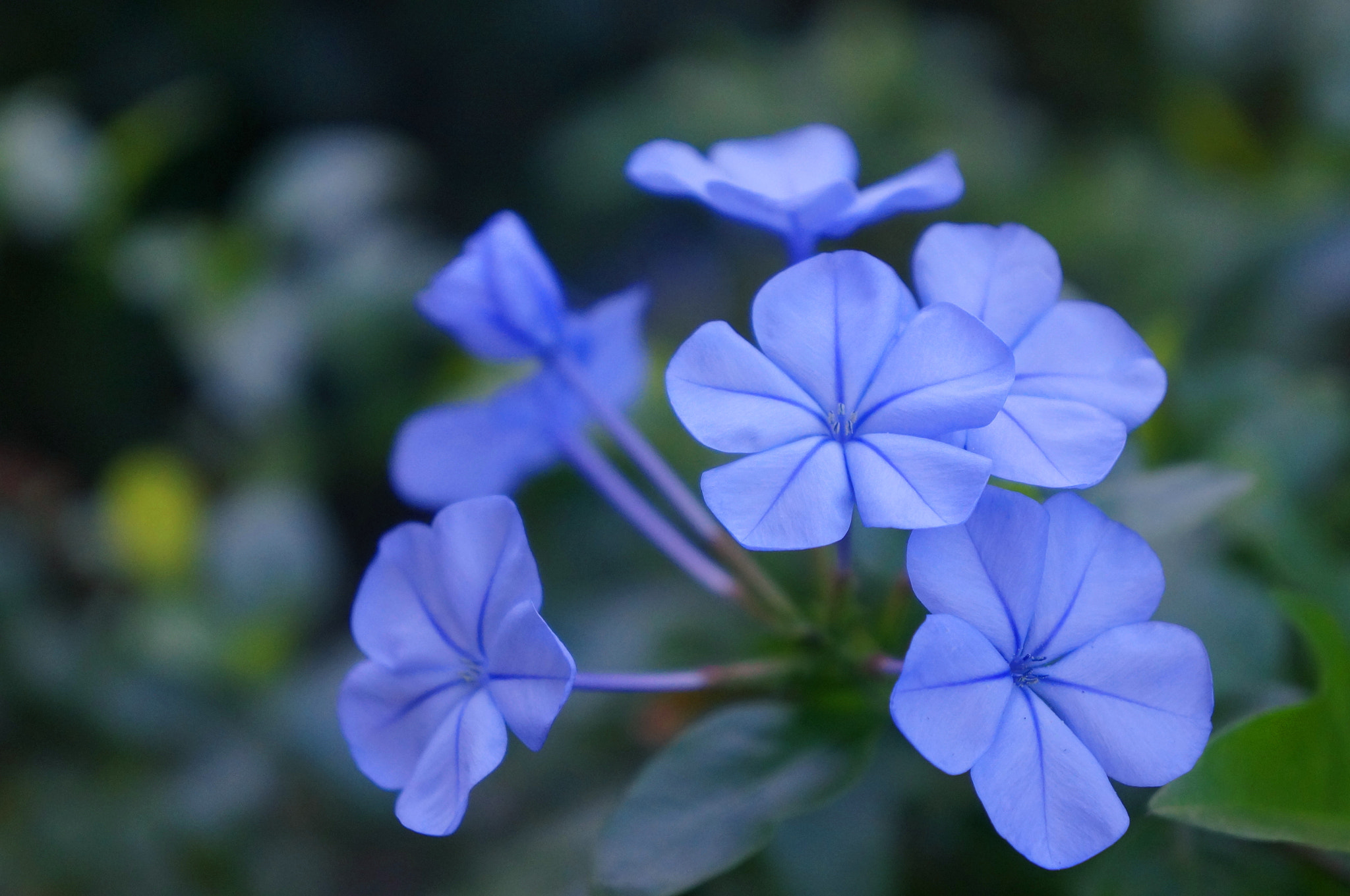 Sony Alpha NEX-5R sample photo. Plumbago photography