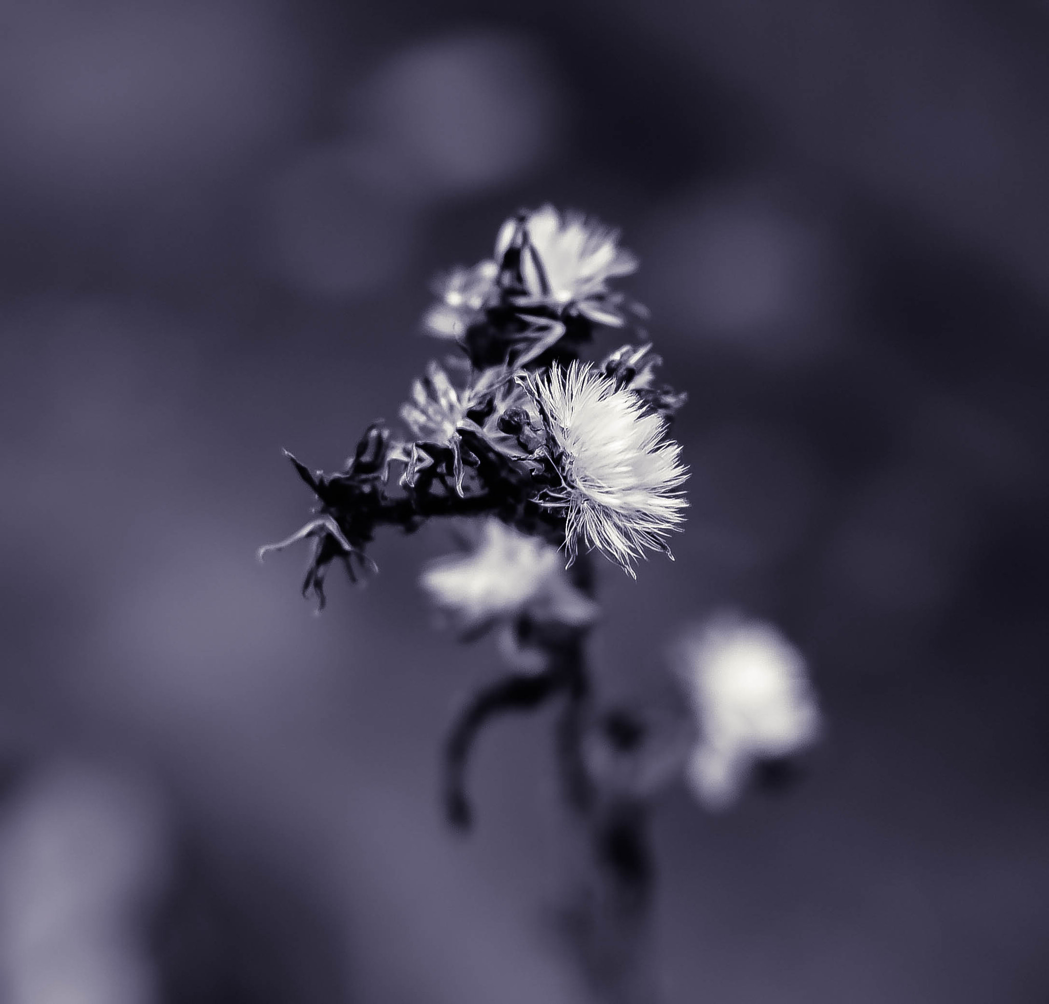 Nikon D7100 + AF Nikkor 50mm f/1.8 sample photo