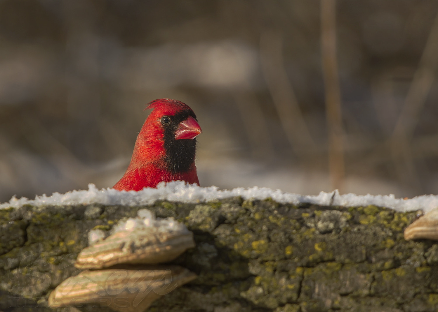 Sigma 500mm F4.5 EX DG HSM sample photo. Peek-a-boo (northern cardinal) photography