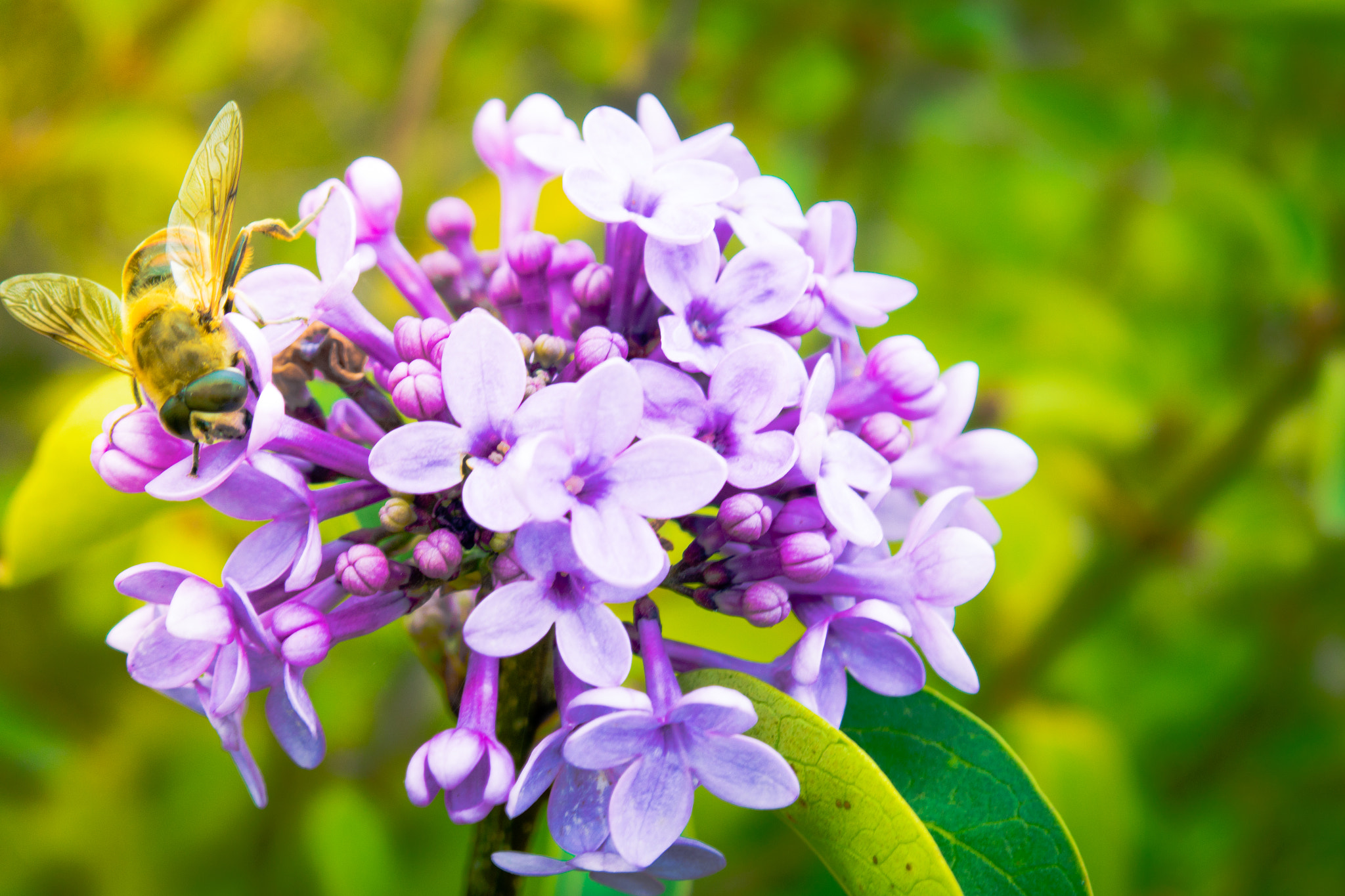 Samsung NX mini sample photo. Perfect nature photography