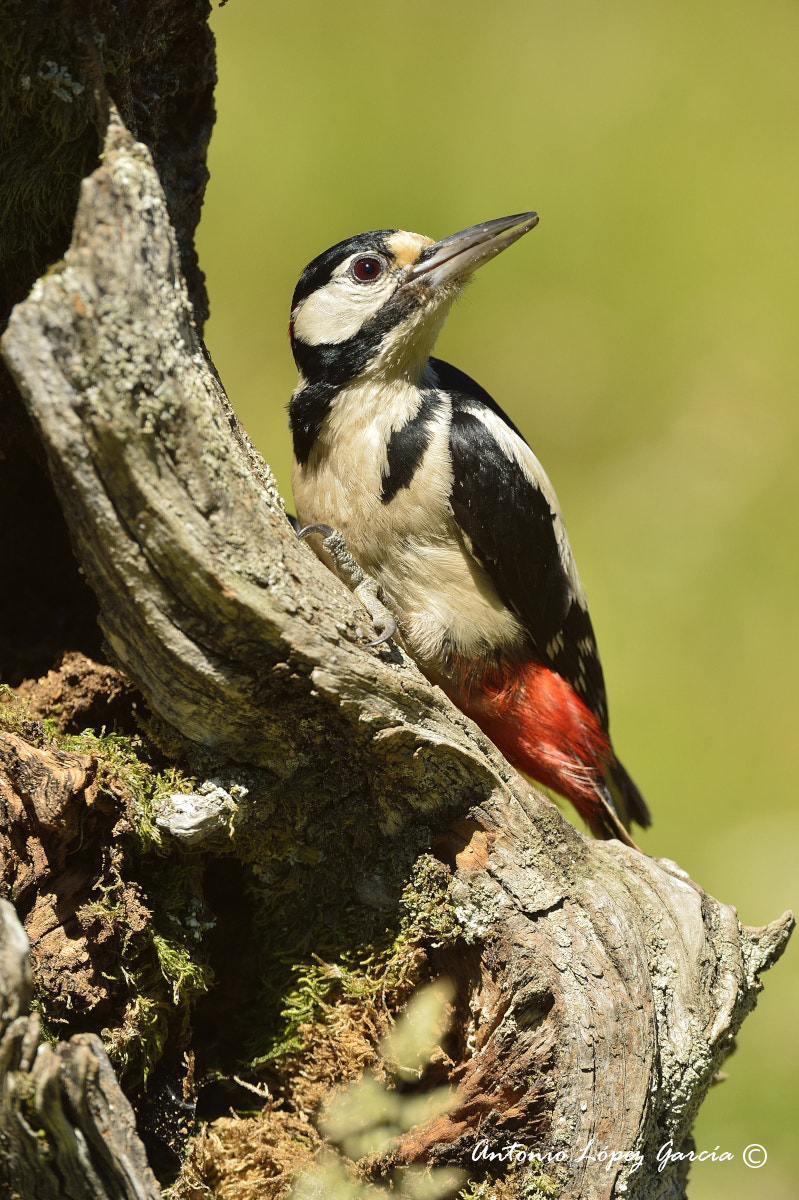 Nikon D4 + Nikon AF-S Nikkor 200-400mm F4G ED-IF VR sample photo. Dsc photography