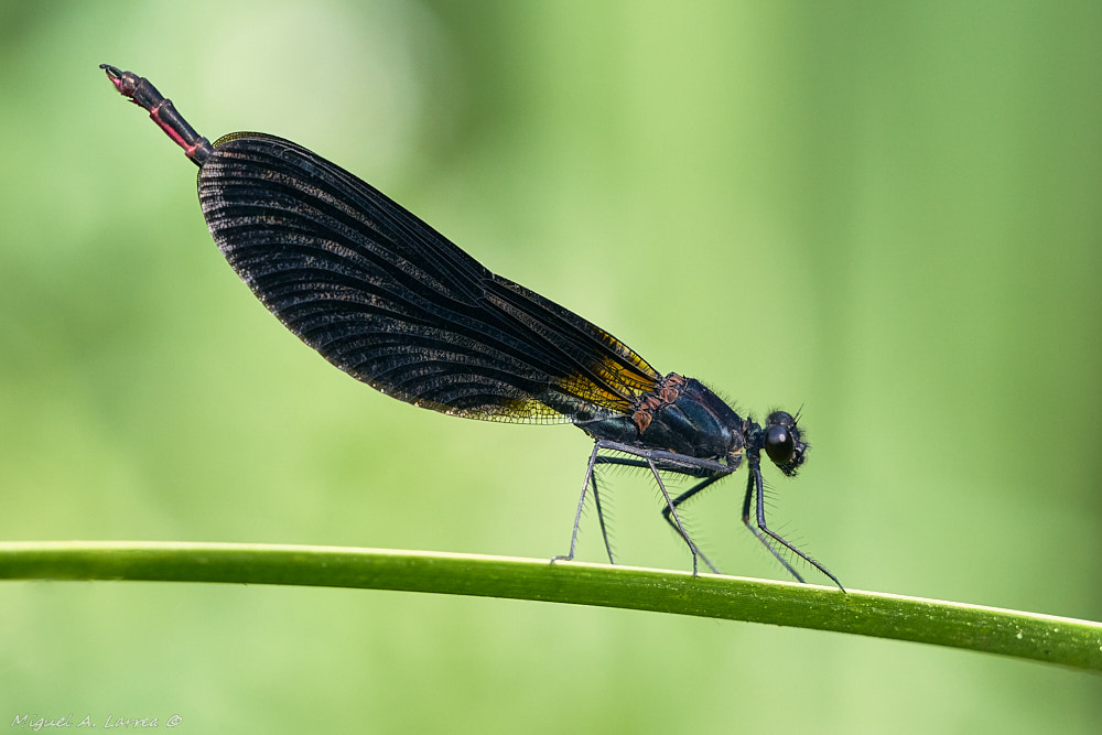 Sony ILCA-77M2 sample photo. Calopteryx haemorrhoidalis photography