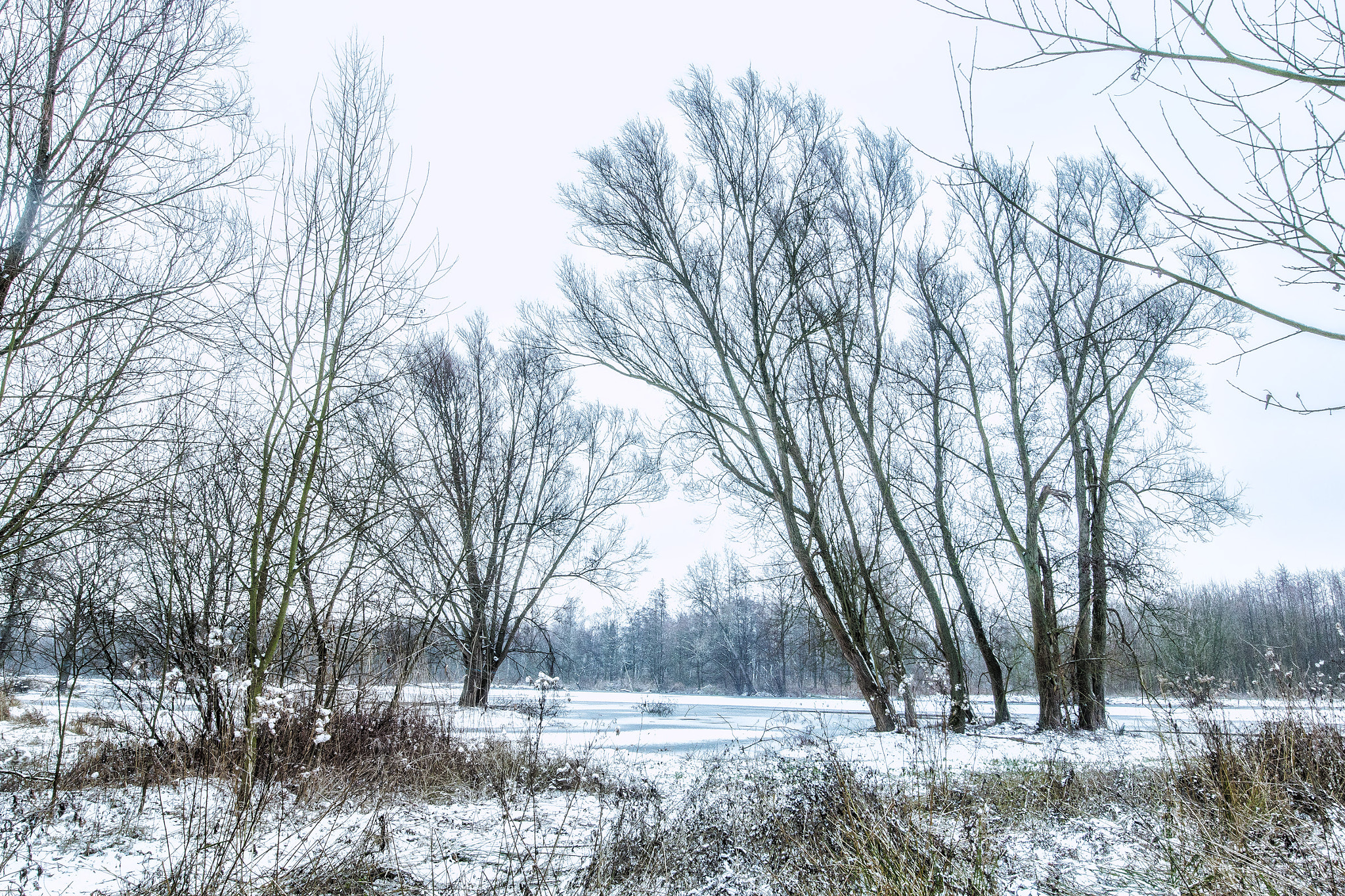 Canon EF 16-35mm F4L IS USM sample photo. Lonely trees during wintertime photography