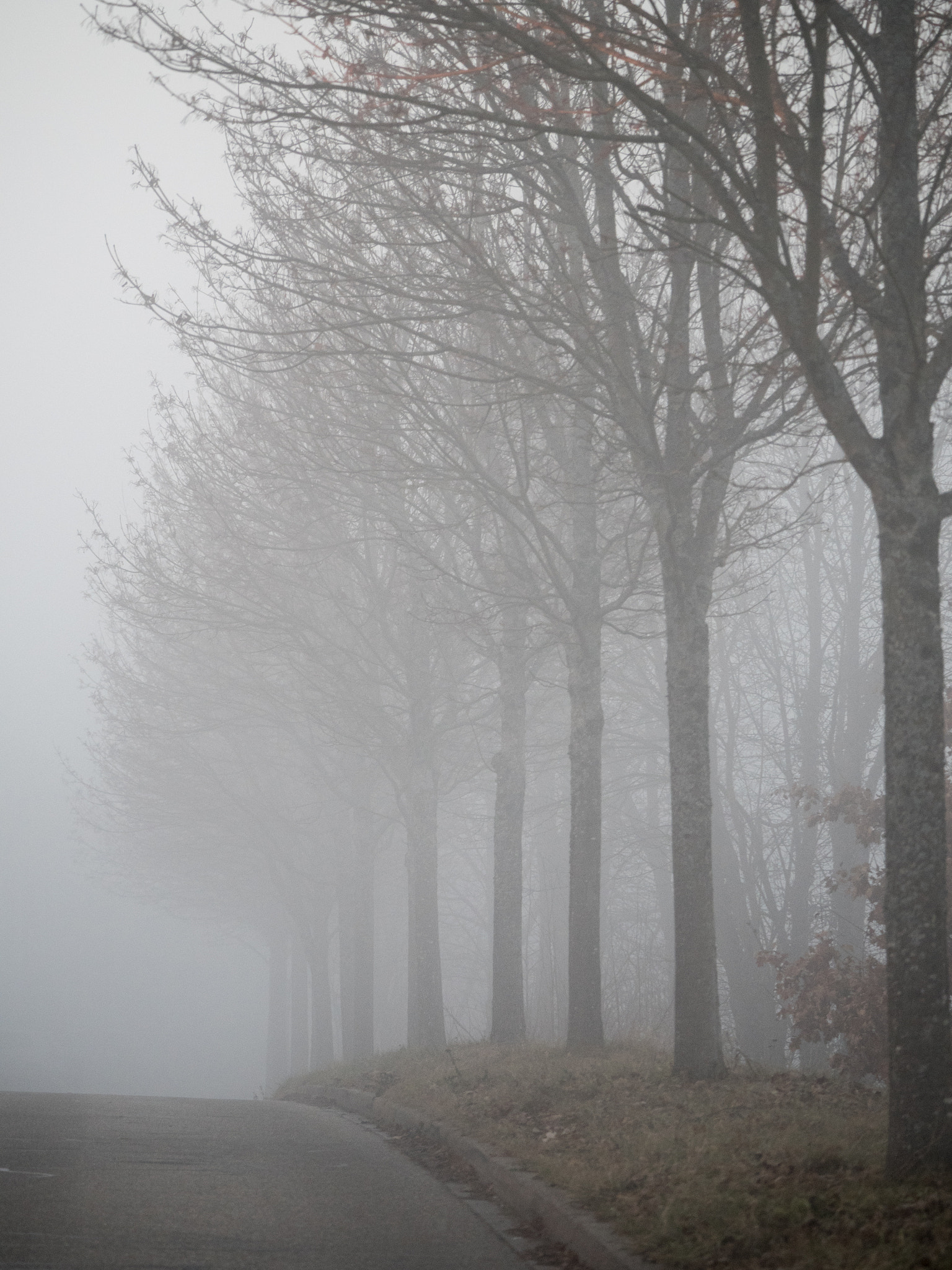 Olympus OM-D E-M5 II + LEICA DG 100-400/F4.0-6.3 sample photo. Some trees photography