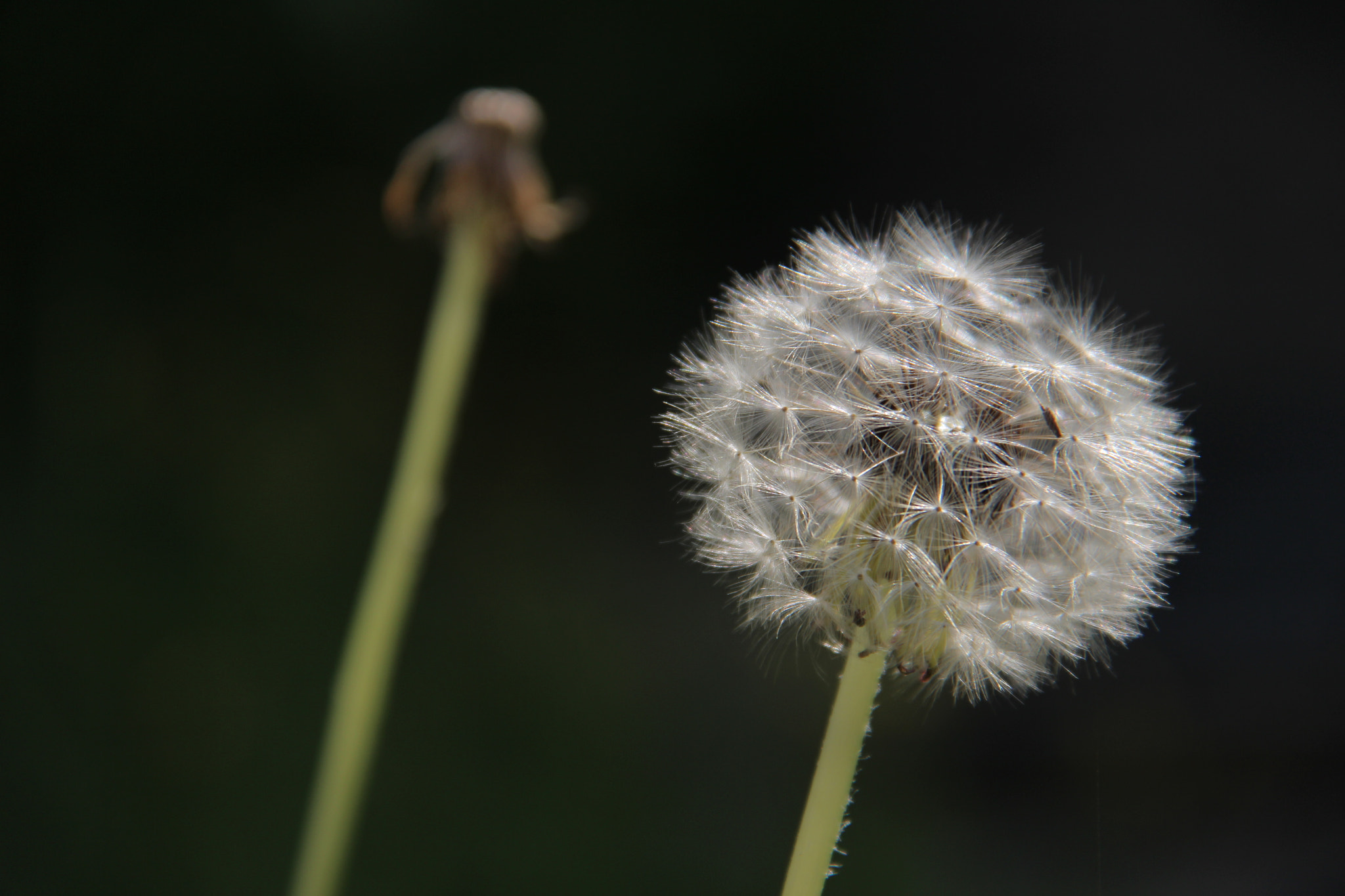 Canon EF-S 18-200mm F3.5-5.6 IS sample photo. 조화로운 ```아름다움 photography