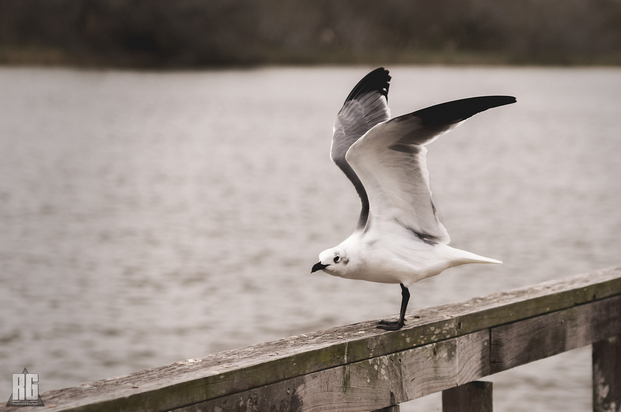 Nikon D3200 sample photo. Fly away! photography