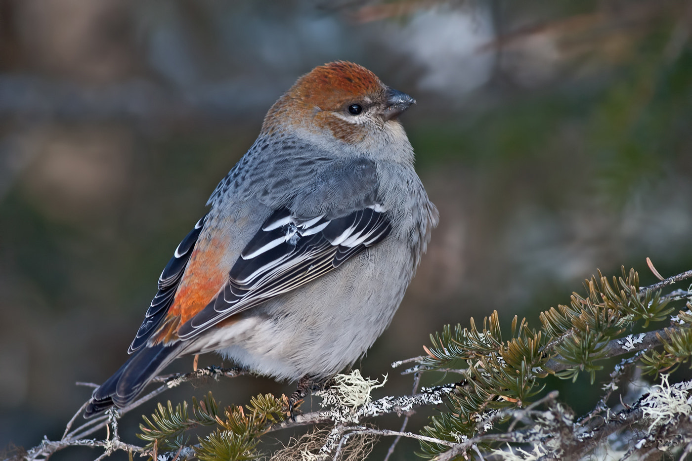 Canon EOS 40D + Canon EF 400mm F5.6L USM sample photo. Pine grosbeak photography