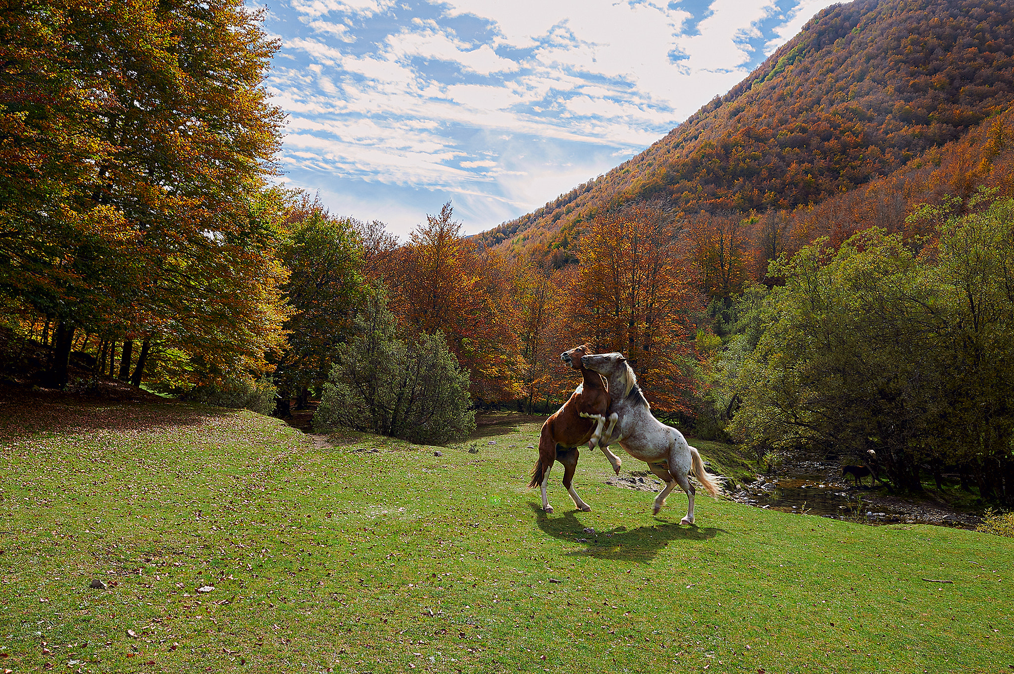 Nikon AF-S NIKKOR 28-70mm f/2.8D IF-ED sample photo. Horses photography