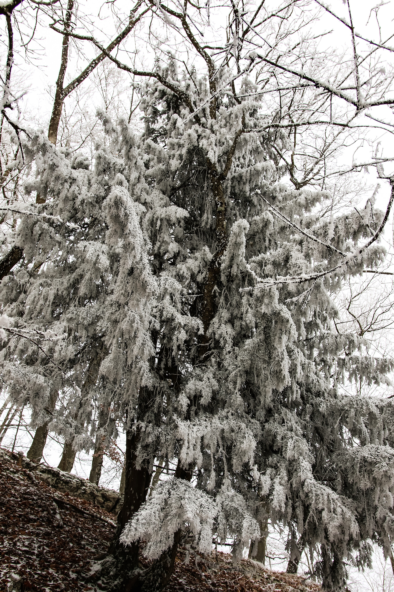 Canon EOS 7D Mark II + Sigma 18-35mm f/1.8 DC HSM sample photo. Heavy ice photography