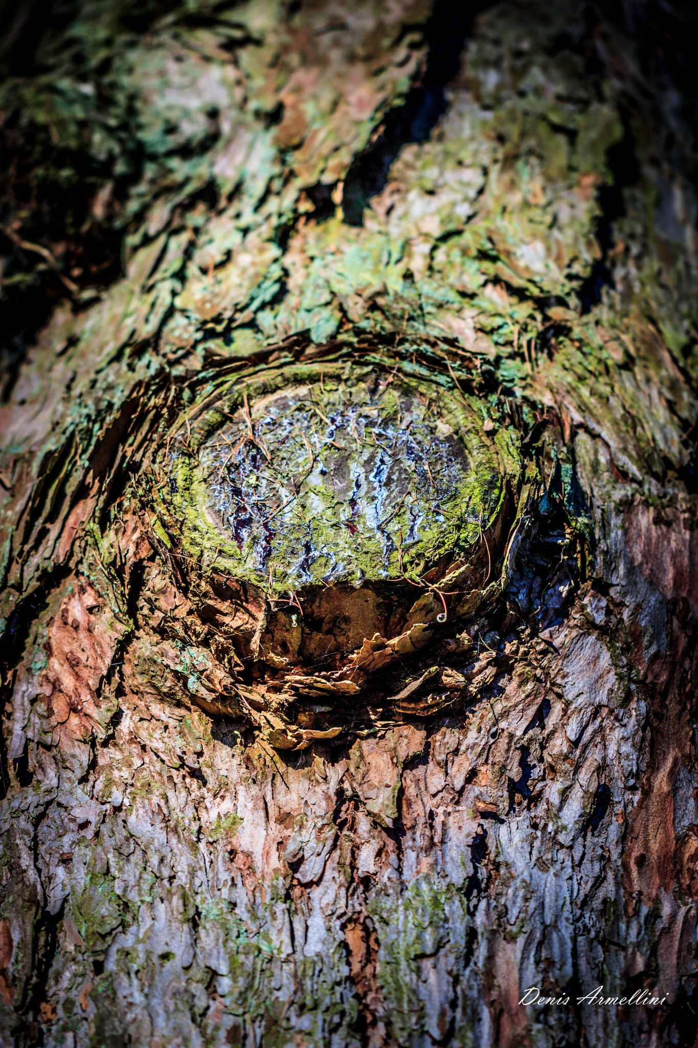 Canon EF 100mm F2.8L Macro IS USM sample photo. Bark photography