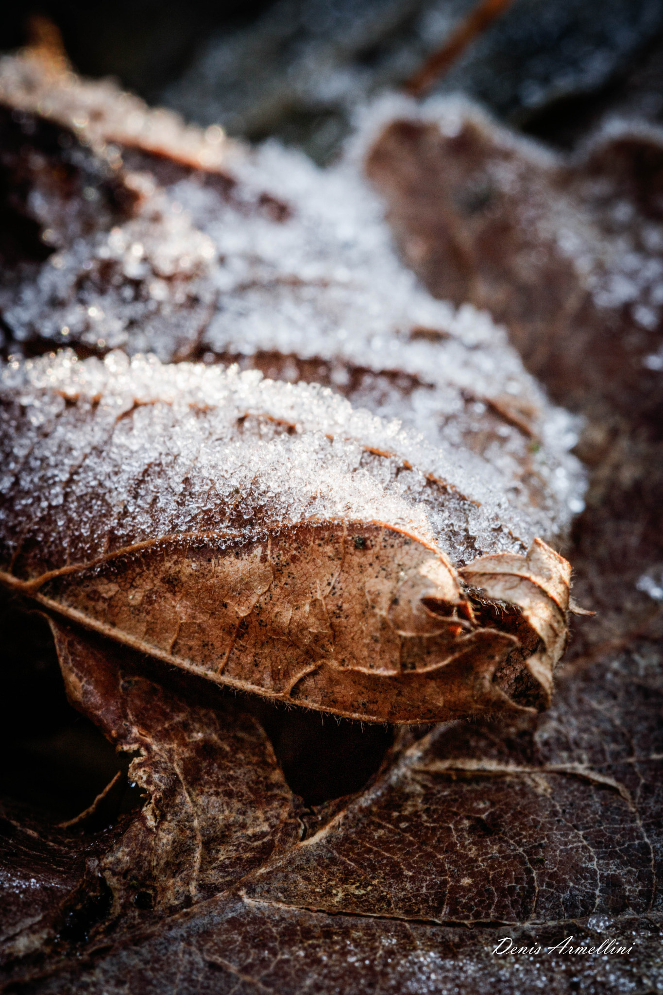 Canon EF 100mm F2.8L Macro IS USM sample photo. Ice leaf 01 photography