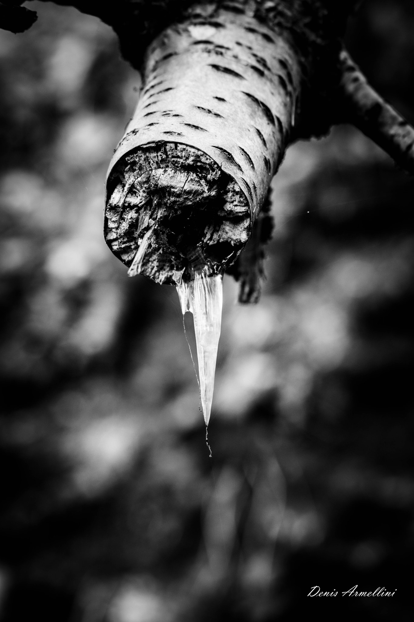 Canon EF 100mm F2.8L Macro IS USM sample photo. Frozen sap photography