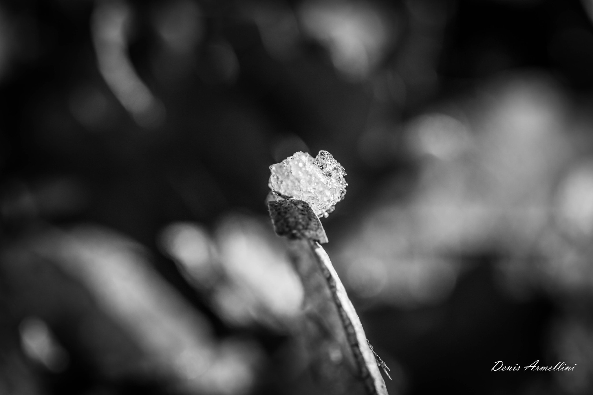 Canon EF 100mm F2.8L Macro IS USM sample photo. Ice leaf 03 photography