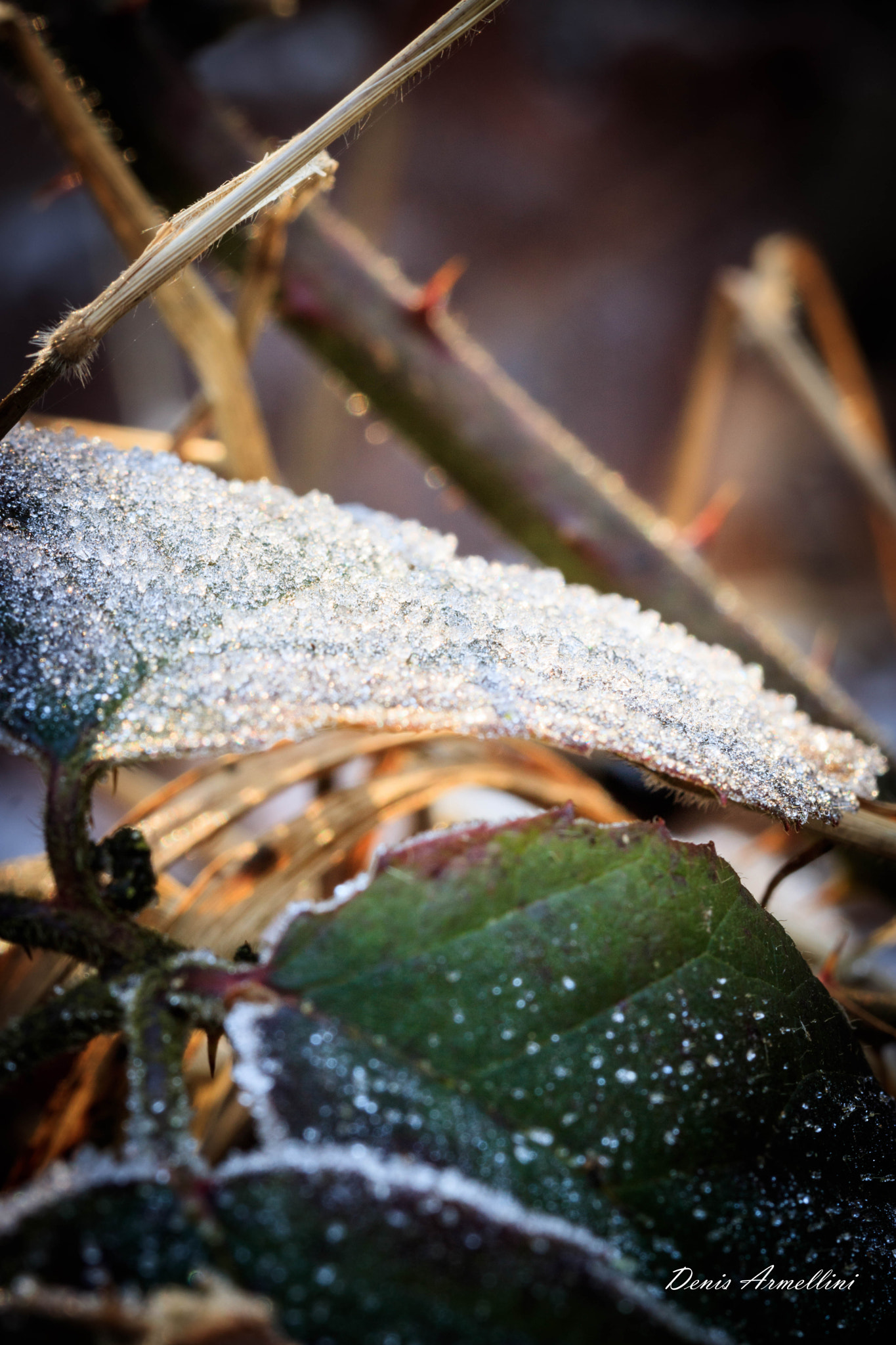 Canon EF 100mm F2.8L Macro IS USM sample photo. Ice leaf 02 photography