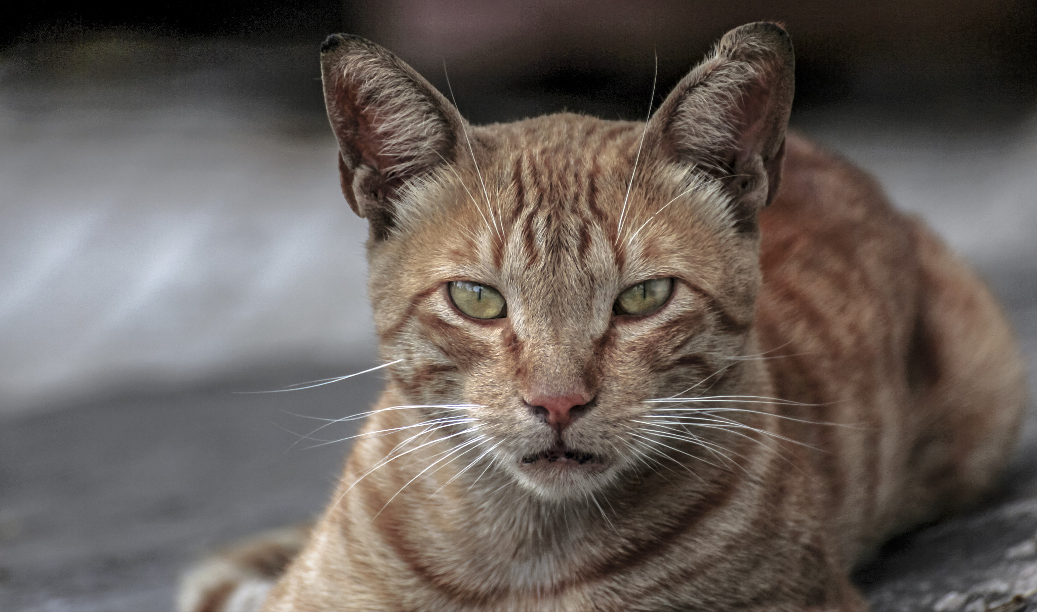 Canon EOS 600D (Rebel EOS T3i / EOS Kiss X5) sample photo. - angry cat photography