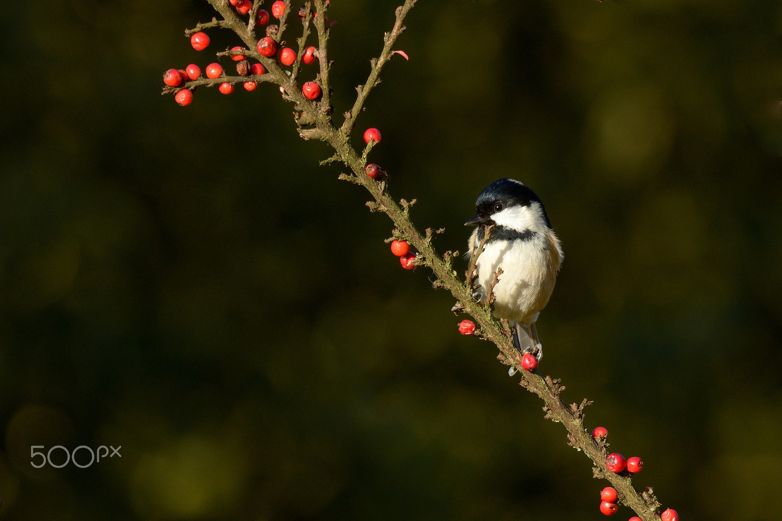 Nikon AF-S Nikkor 200-500mm F5.6E ED VR sample photo. Coal tit photography