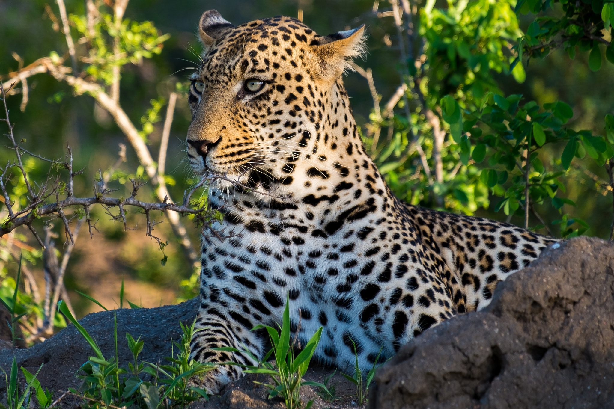 Fujifilm XF 55-200mm F3.5-4.8 R LM OIS sample photo. Djuma private game, leopard photography