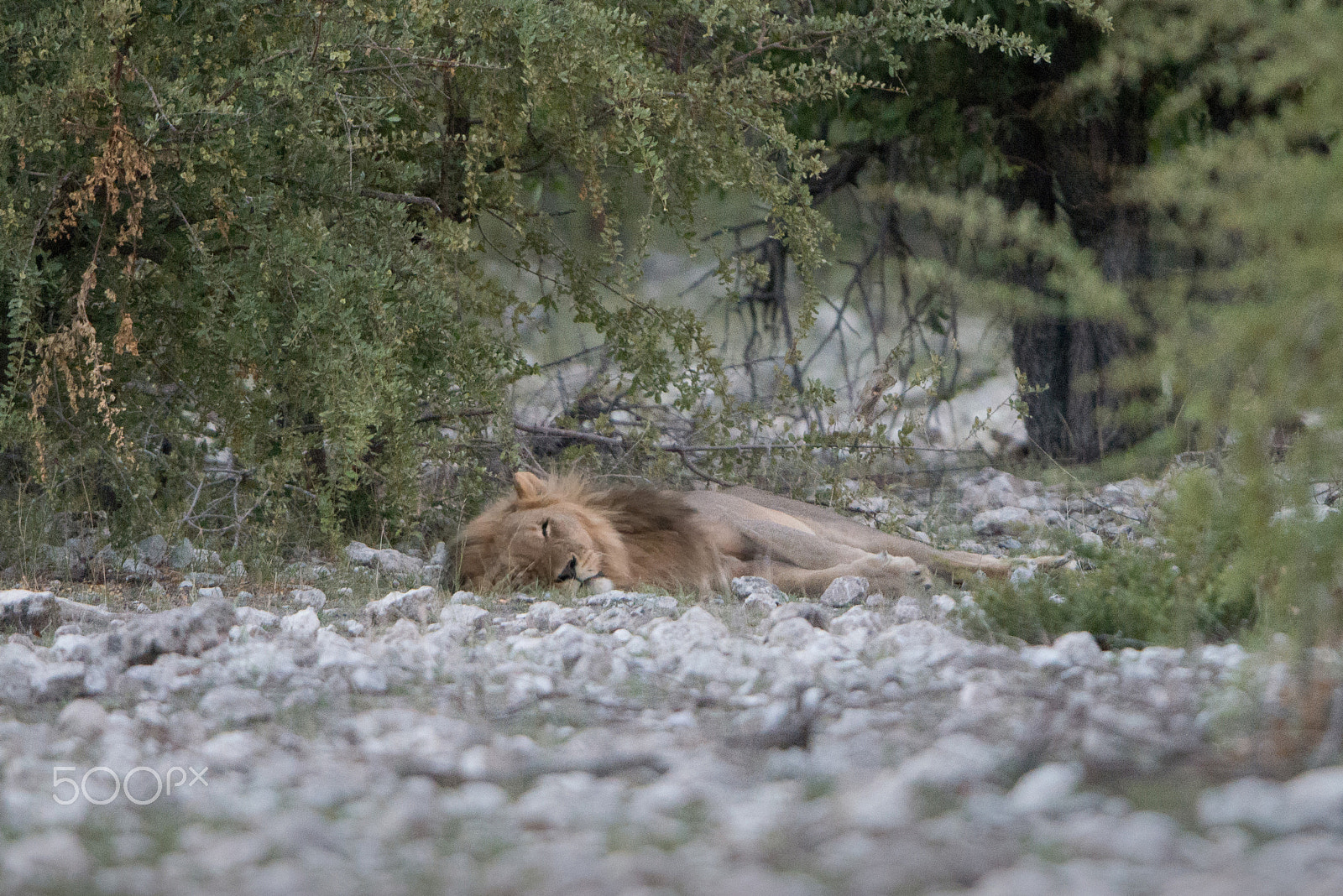 Nikon D800 + Nikon AF-S Nikkor 600mm F4G ED VR sample photo. Lions rest photography