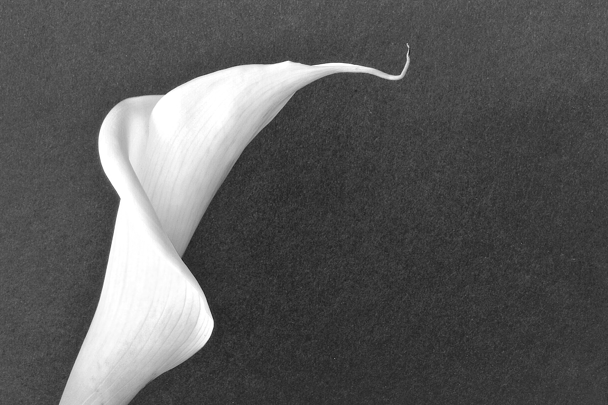 Canon EF-S 60mm F2.8 Macro USM sample photo. Calla lily closup bw photography