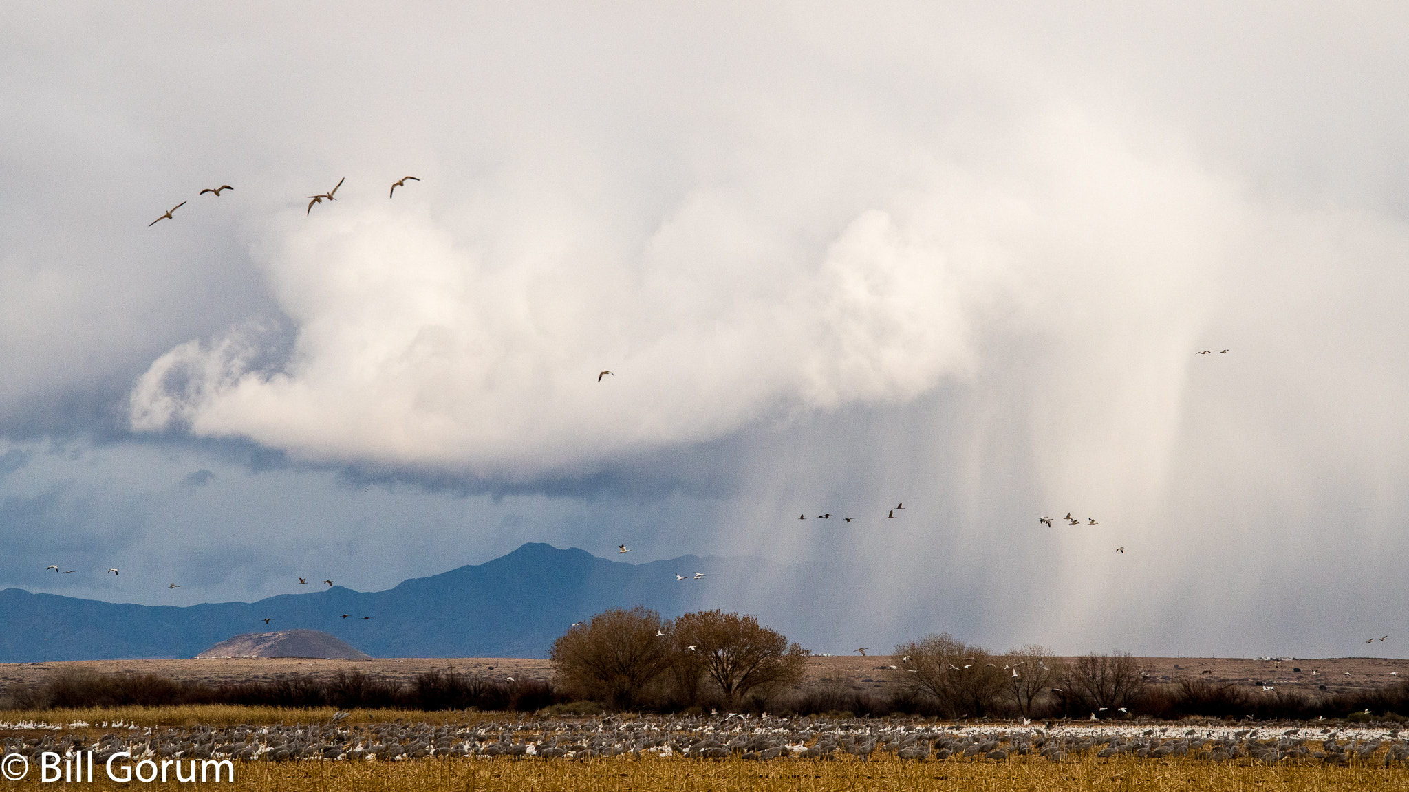 Nikon D500 + Nikon AF-S Nikkor 24-85mm F3.5-4.5G ED VR sample photo. Sandhill cranes and snow geese in front of a storm photography
