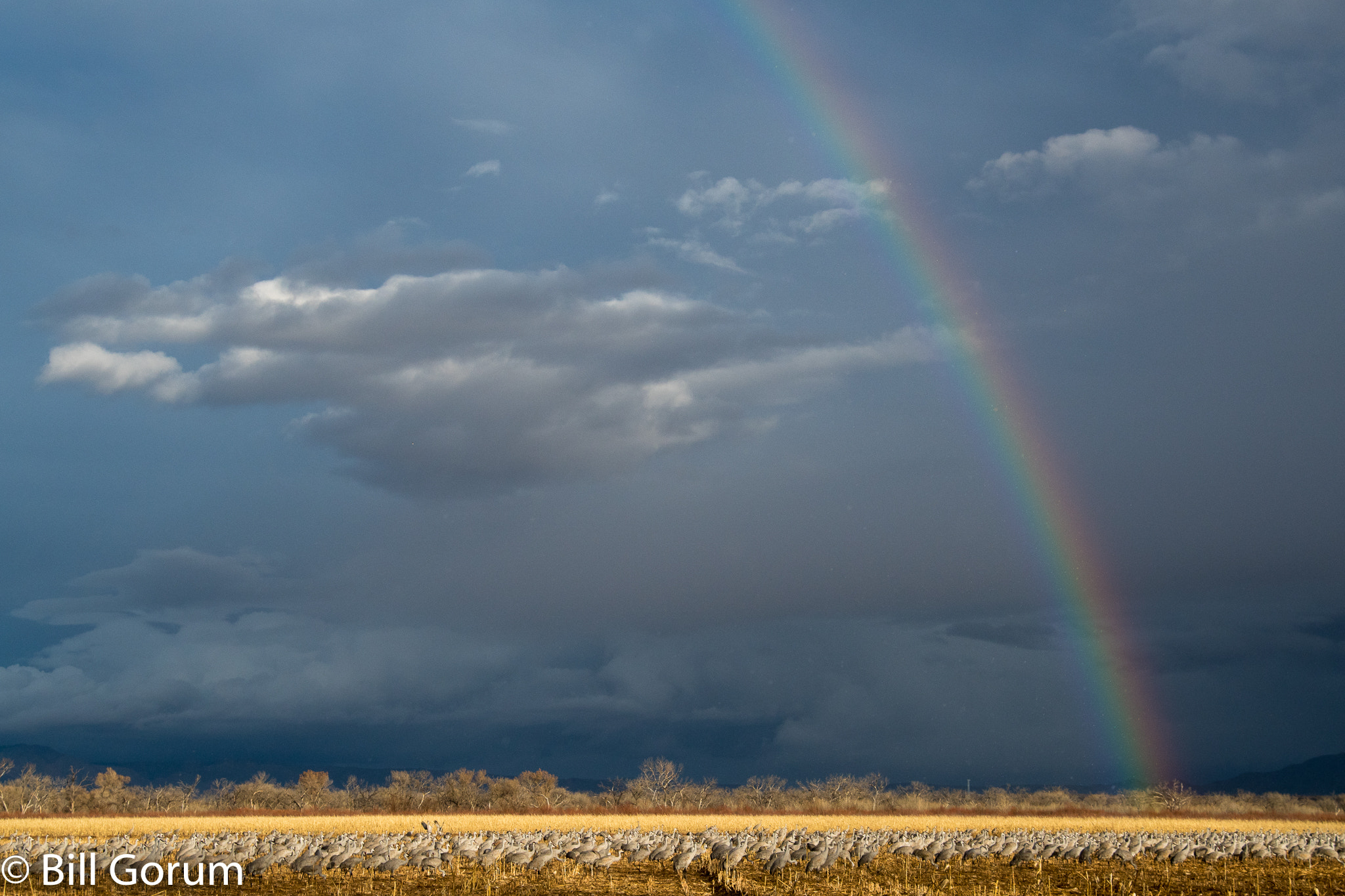 Nikon D500 sample photo. Sandhill cranes and rainbow photography