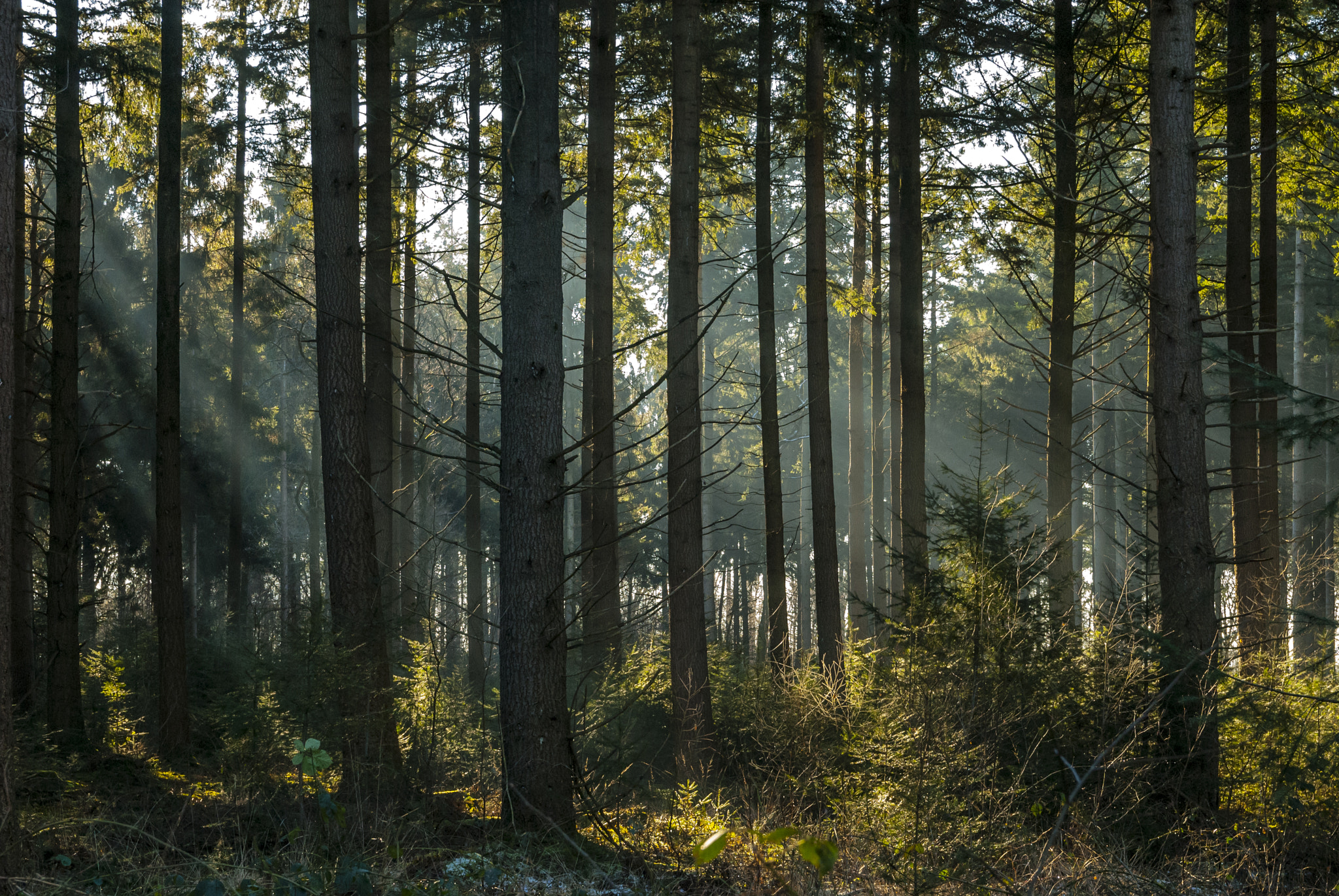 Nikon D200 + Sigma 18-50mm F2.8 EX DC sample photo. Sunbeams 02 photography