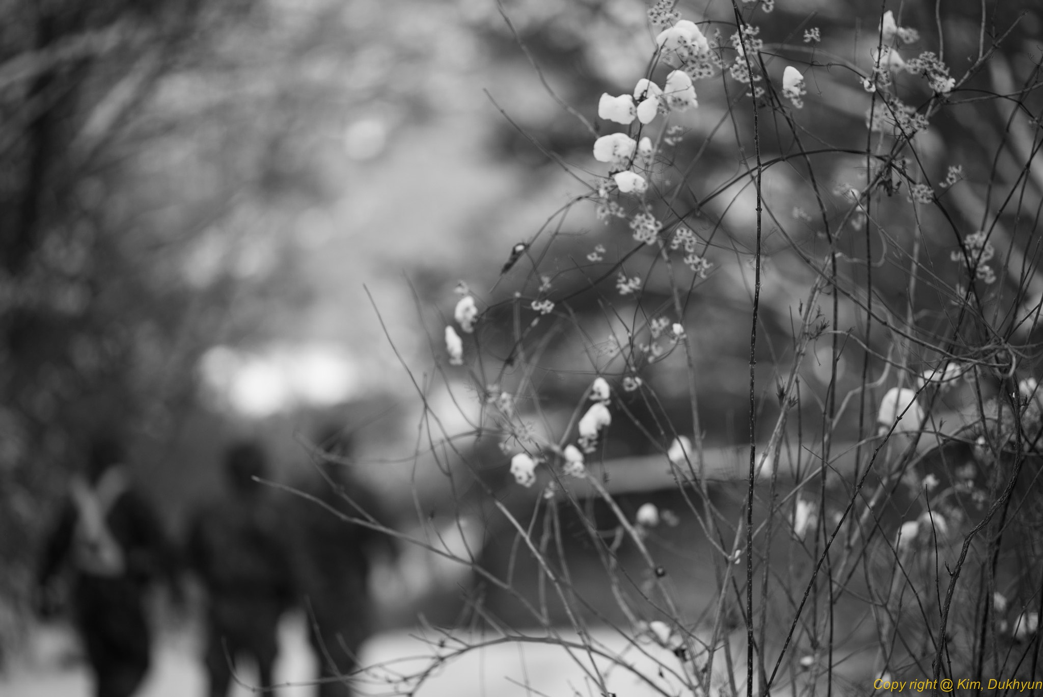 Pentax K-1 sample photo. Snow flower photography