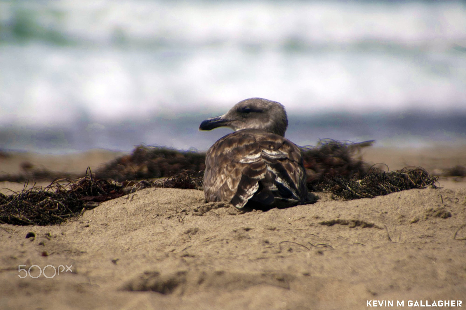 Nikon D70s sample photo. Brown seagull o photography