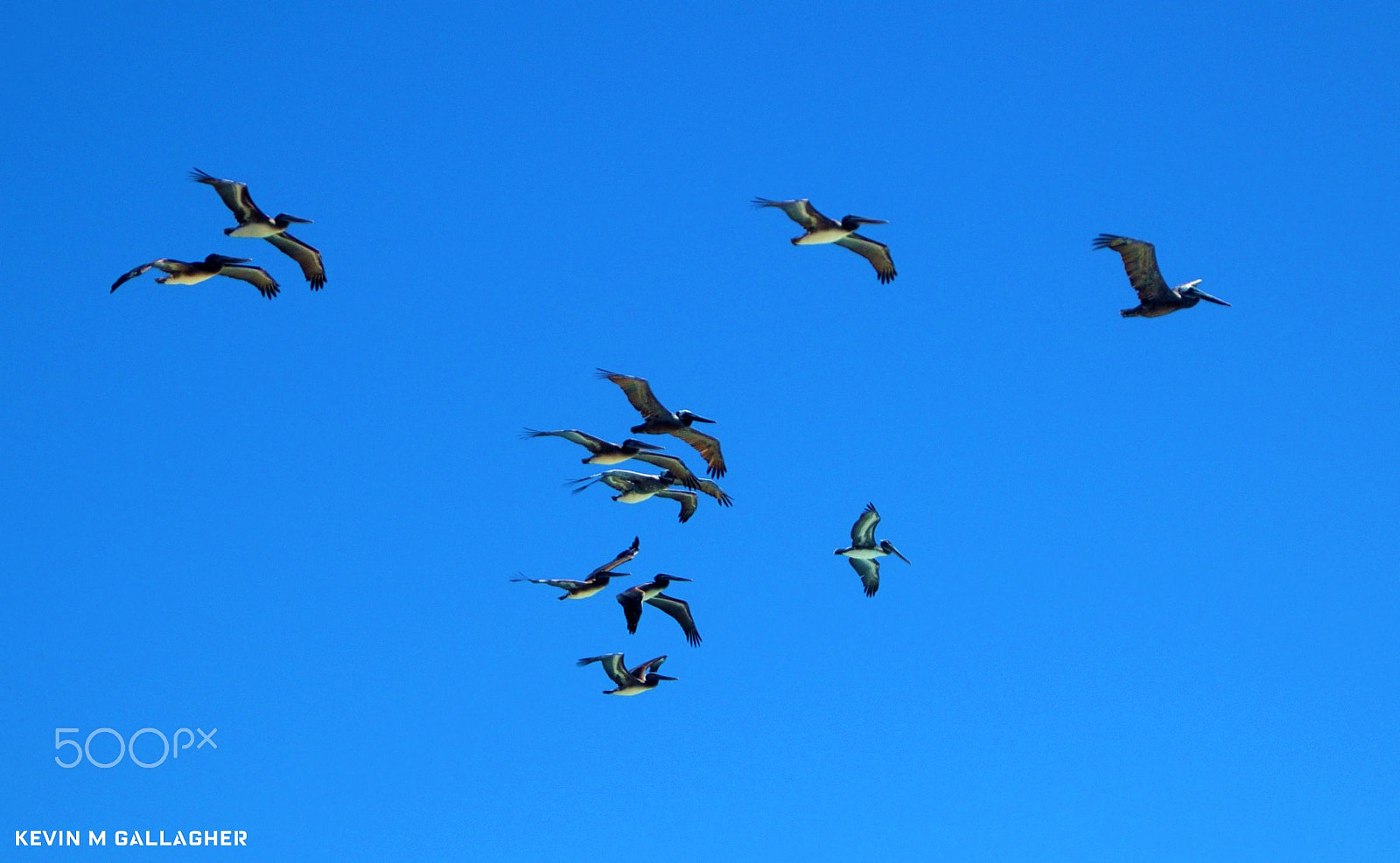 Nikon D70s sample photo. Pelicans o photography