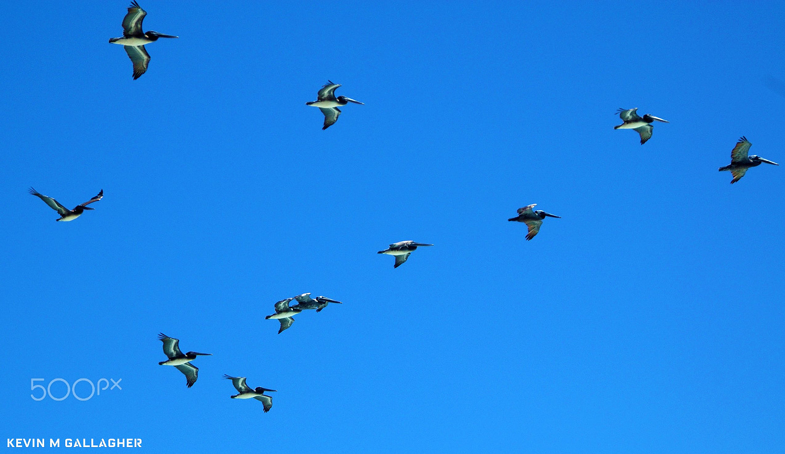 Nikon D70s sample photo. Pelicans o photography