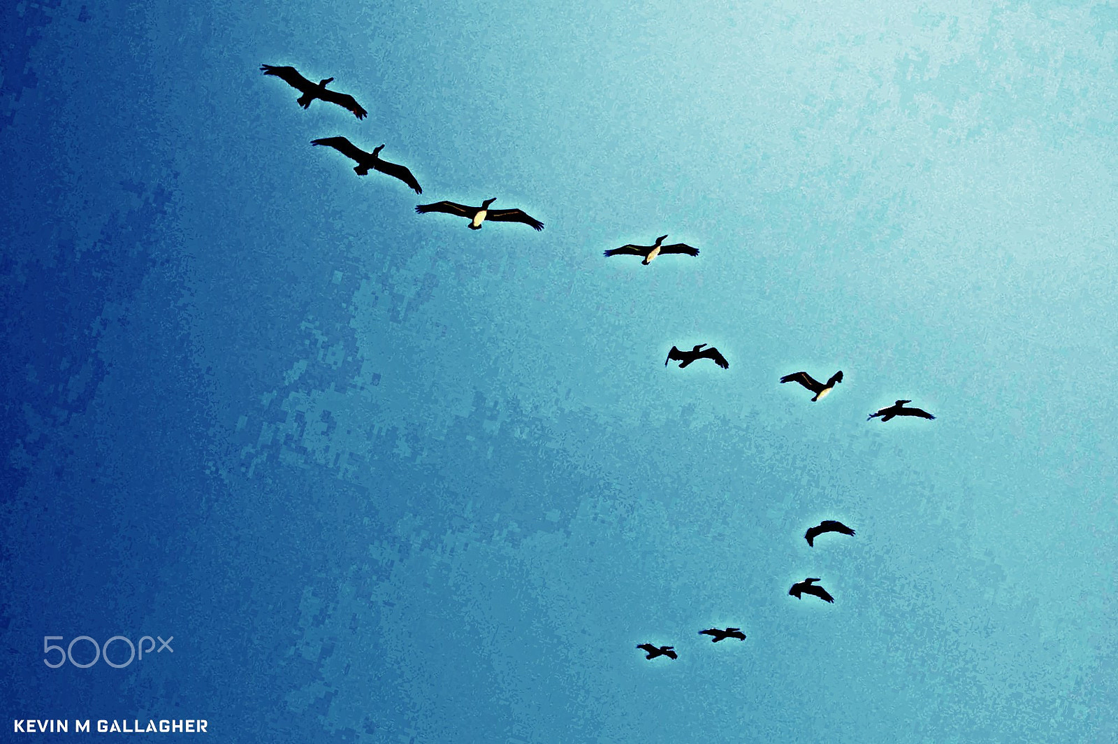 Nikon D70s sample photo. Pelicans o photography