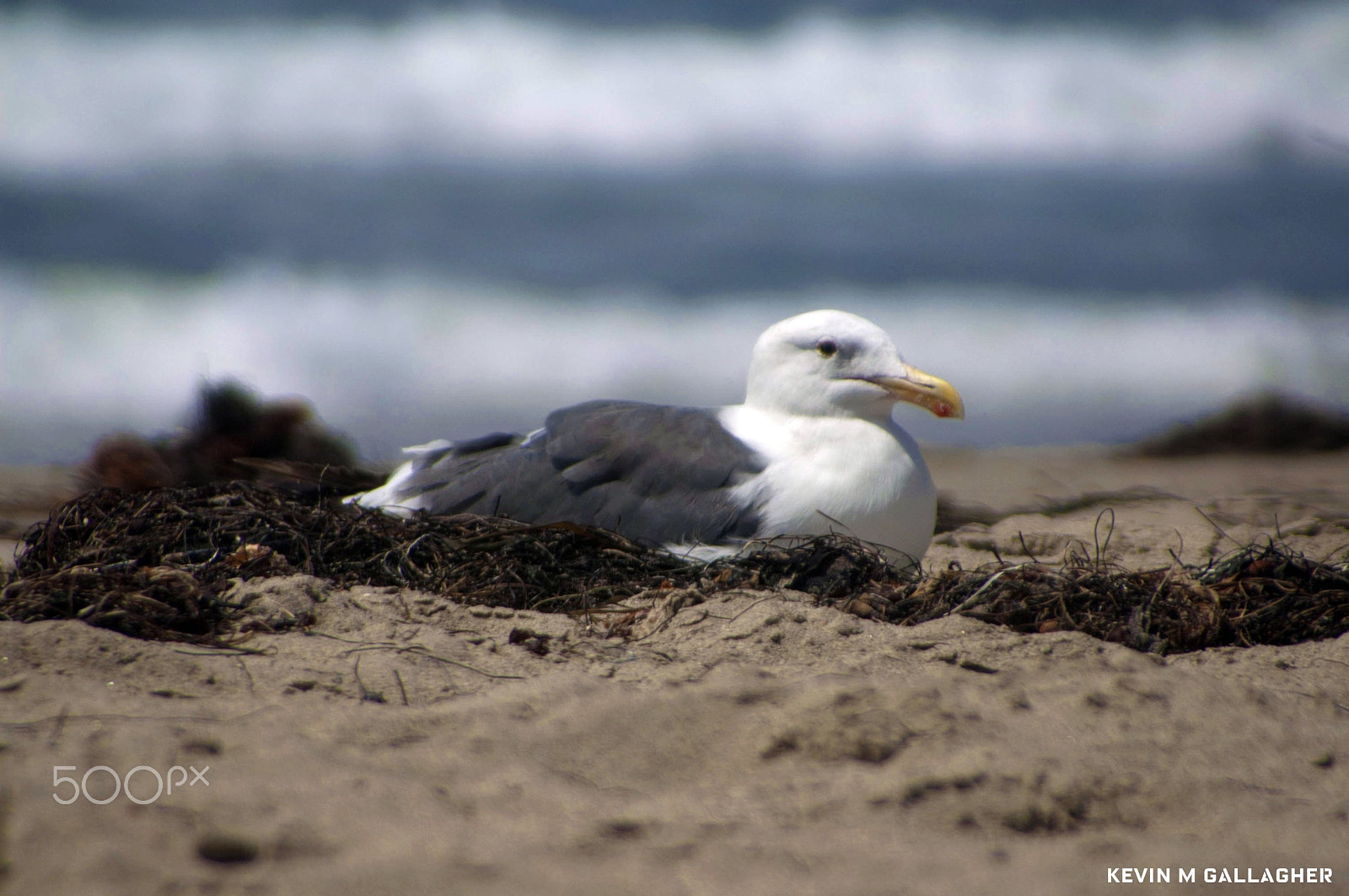 Nikon D70s sample photo. Seagull o photography