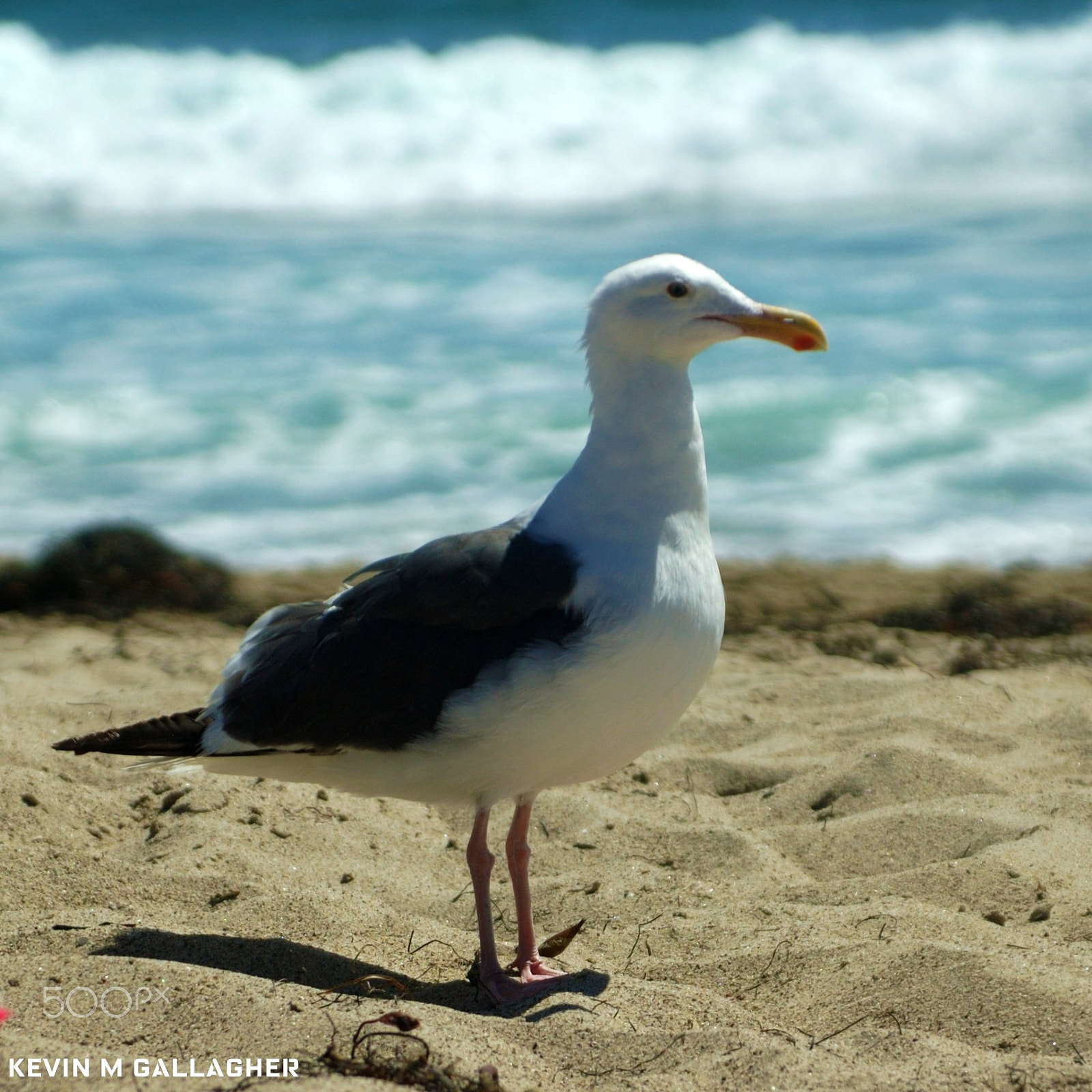 Nikon D70s sample photo. Seagull looking for food o photography