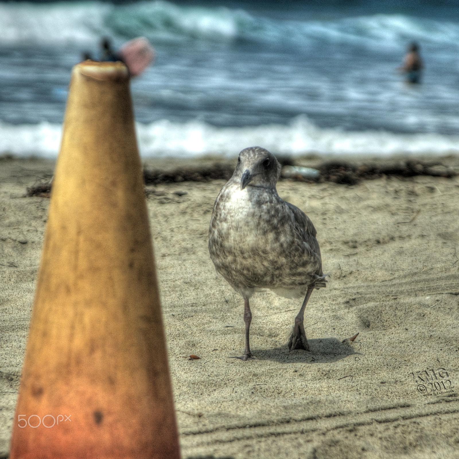 Nikon D70s + Tamron AF 28-300mm F3.5-6.3 XR Di VC LD Aspherical (IF) Macro sample photo. Seagull sneaking up on a cone o photography