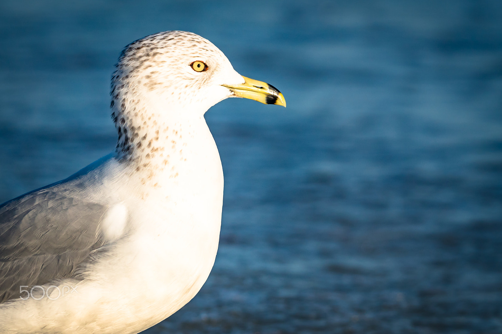 Sony ILCA-77M2 + Tamron SP 150-600mm F5-6.3 Di VC USD sample photo. Beautiful eyes photography